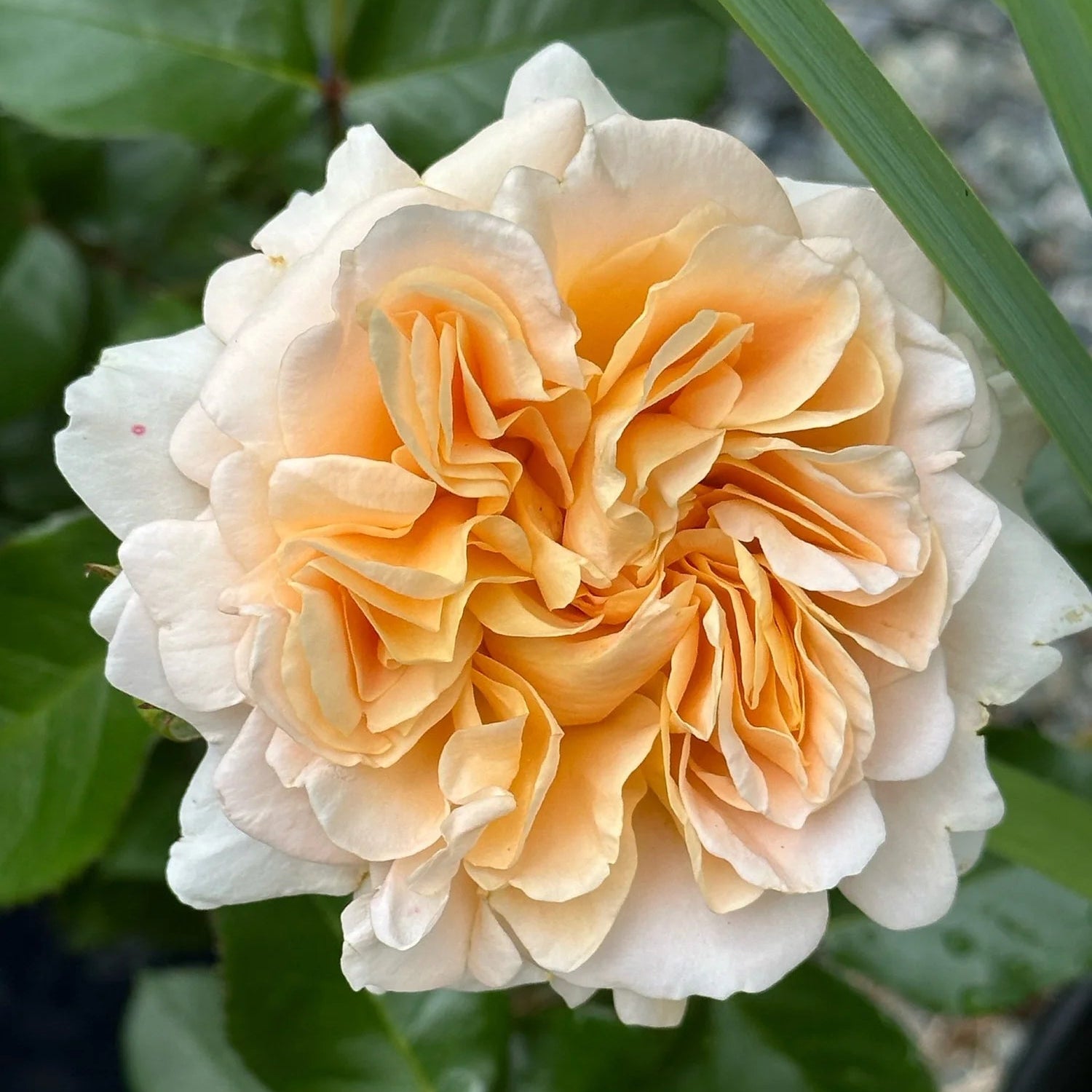 Melissa Darling™️ Potted Rose Bush