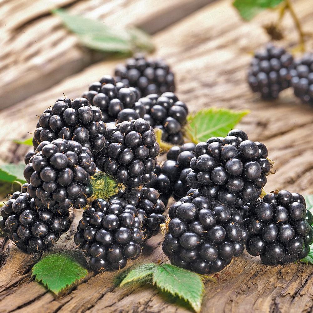 Blackberry 'Chester' Thornless Potted Blackberry Plant