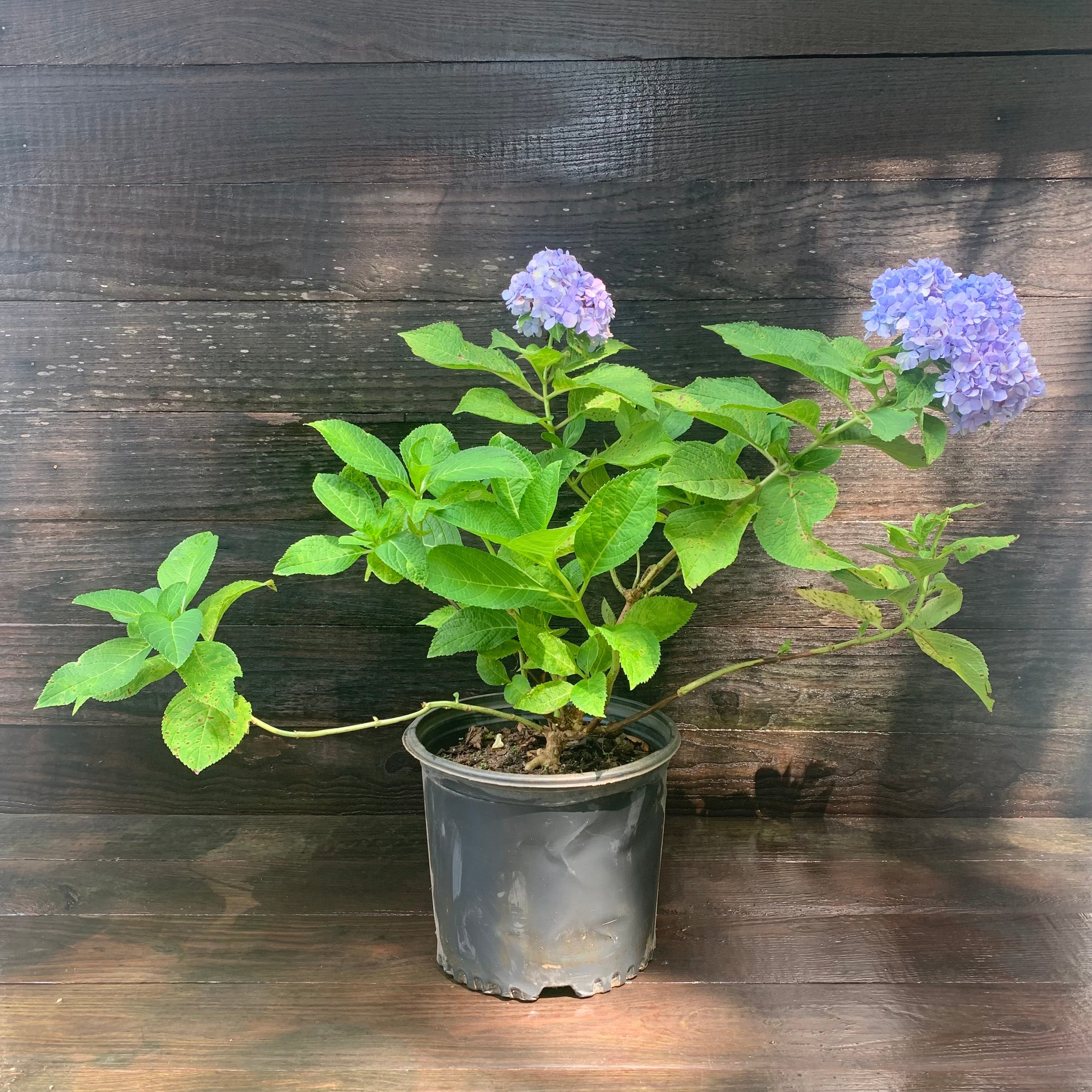 blue hydrangea potted plant Hydrangea Nikko Blue Potted Hydrangea Plant