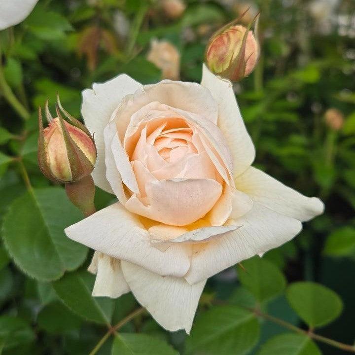 David Austin® Windermere™ Potted Rose Bush