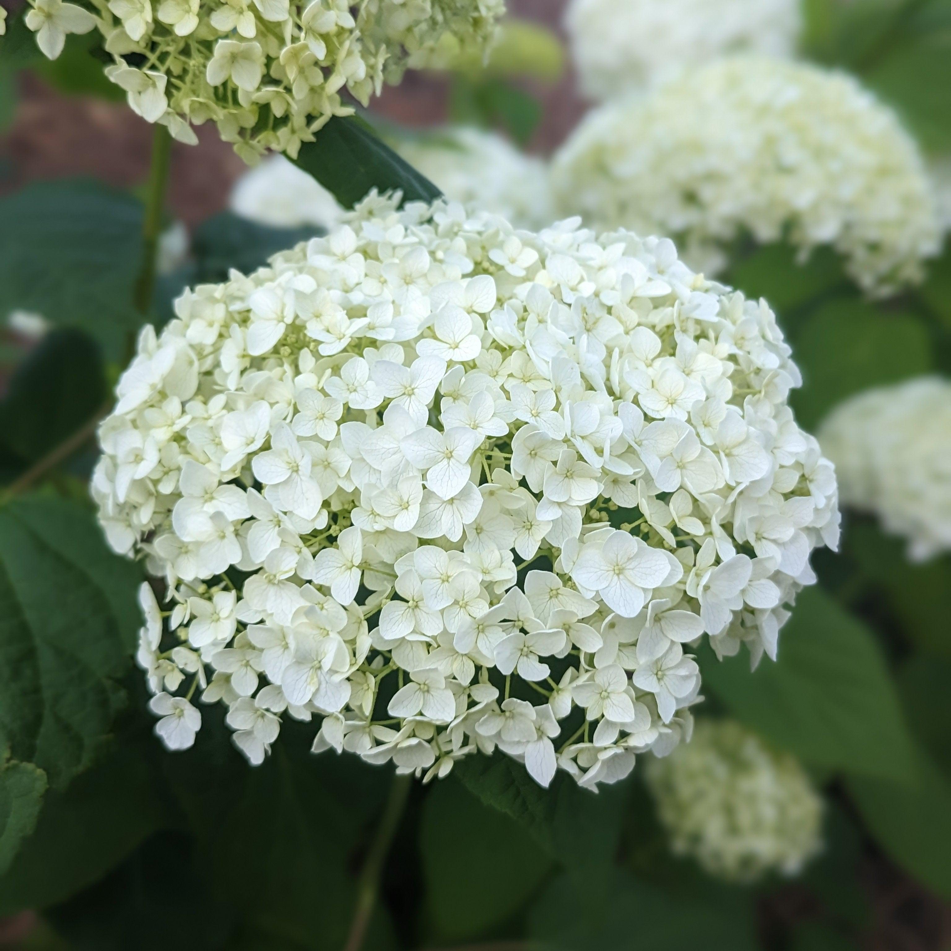 Hydrangea Annabelle Potted Smooth Hydrangea Bush