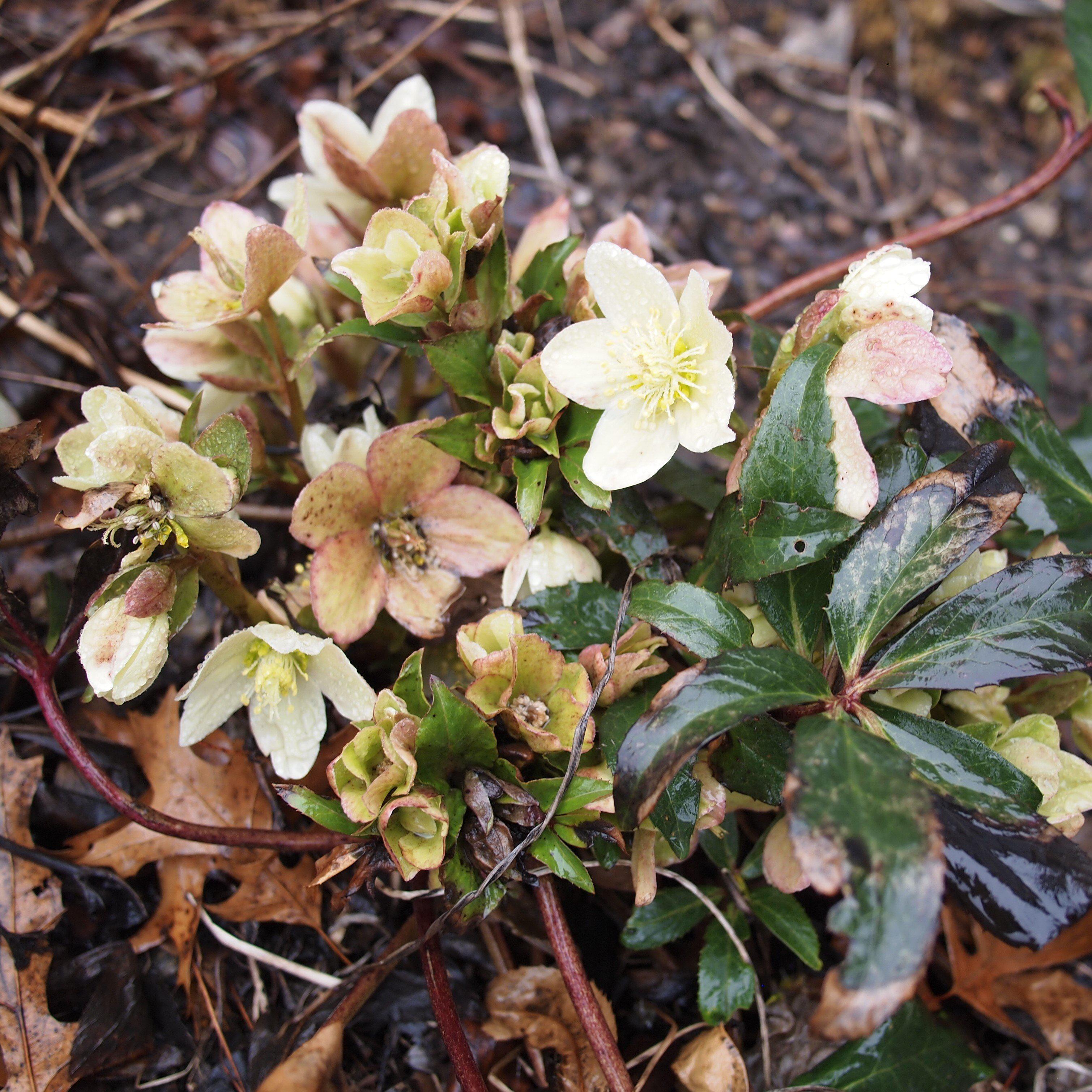 Helleborus x ericsmithii 'COSEH 730'  - HGC® Champion Lenten Rose