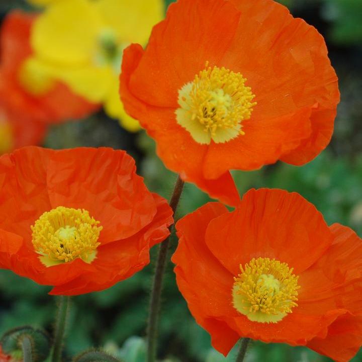 potted poppy plants for sale Poppy Garden Gnome Potted Poppy Plant