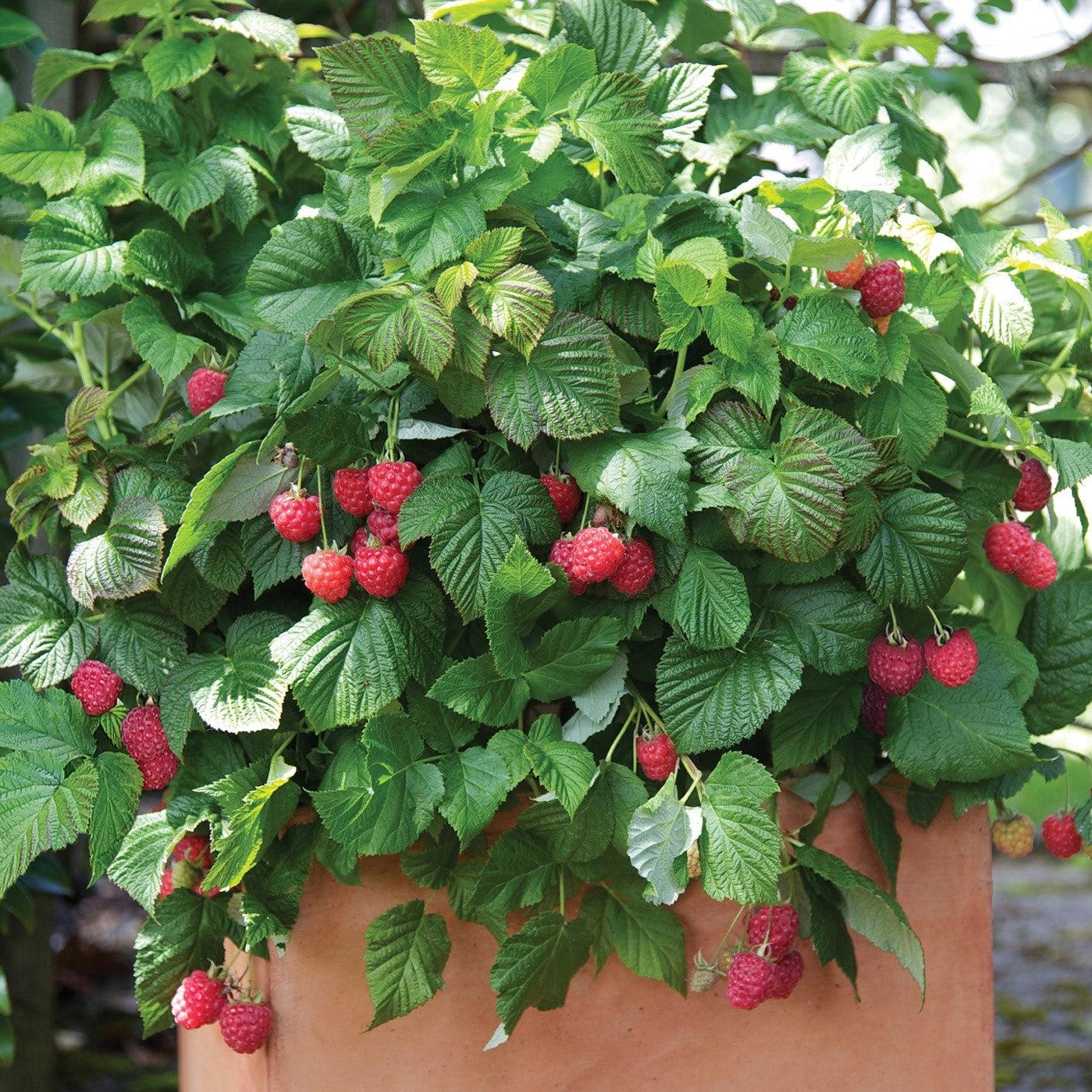 Raspberry Bushel & Berry® Raspberry Shortcake® Thornless Potted Raspberry Plant