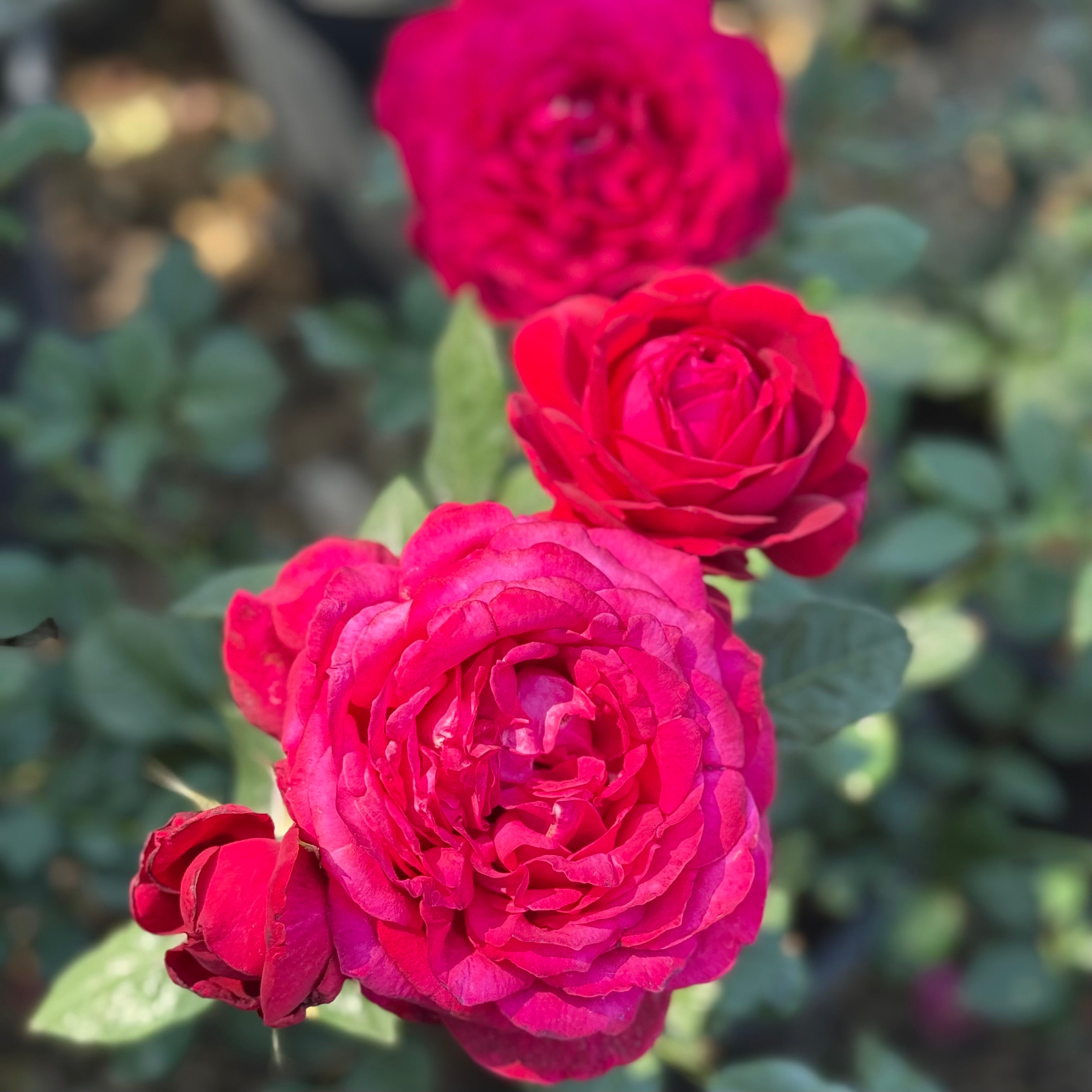 Janice Kellogg Rose Bush | Garden Rose Plant | Grace Rose Farm