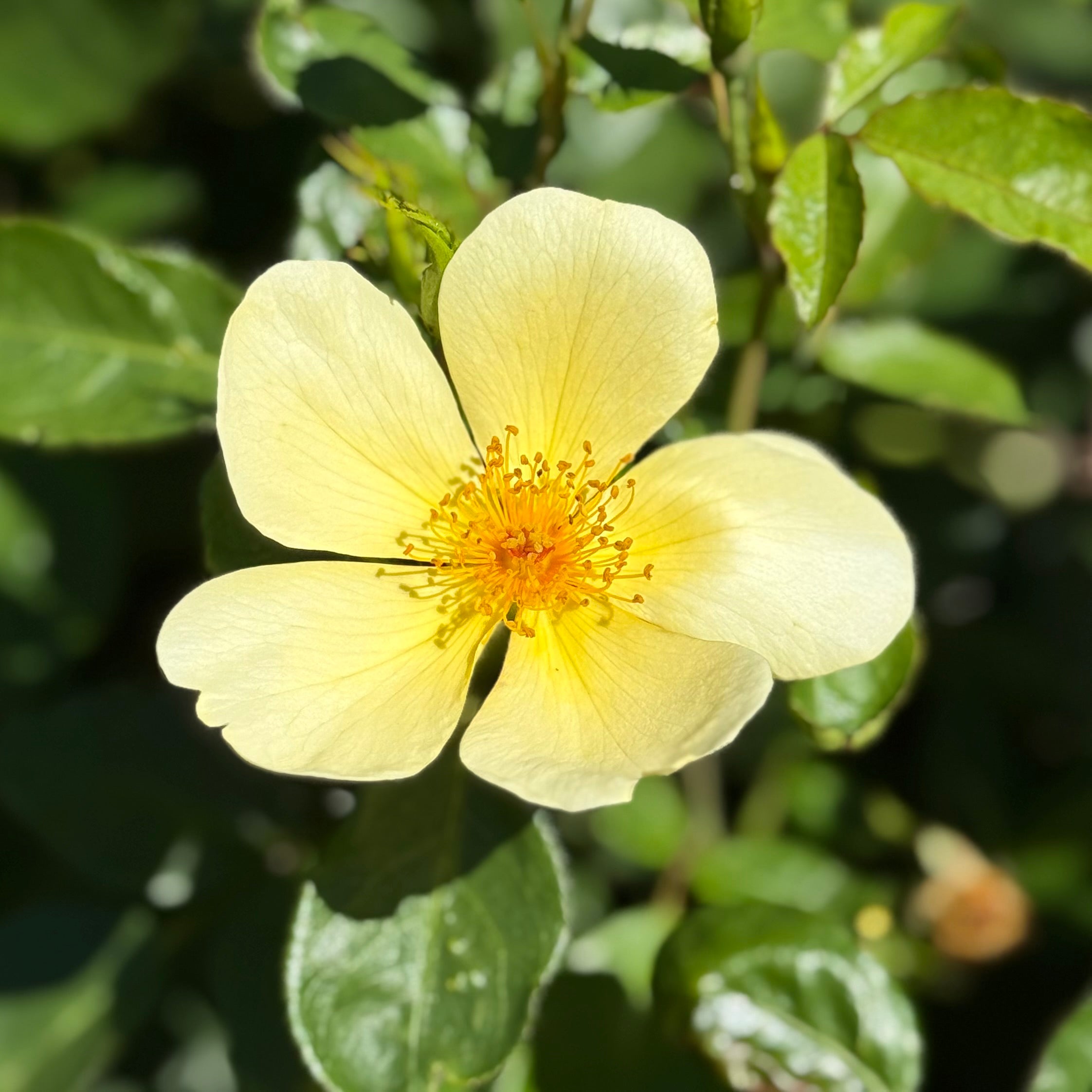 David Austin® Tottering By Gently Potted Rose Bush - Grace Rose Farm