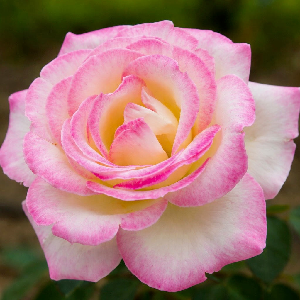 Princess de Monaco Rose Bush