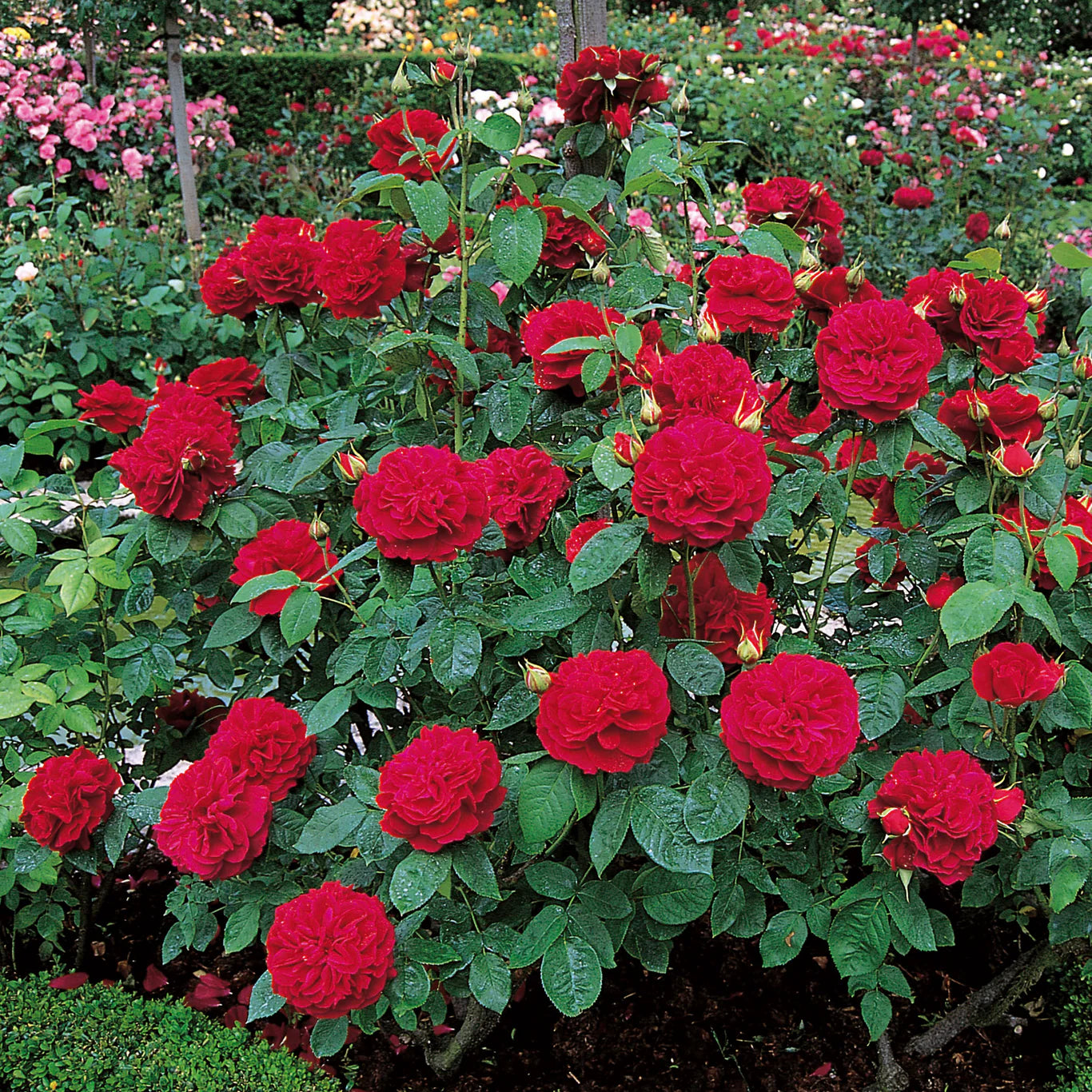 David Austin Roses L.D. Braithwaite Rose Bush