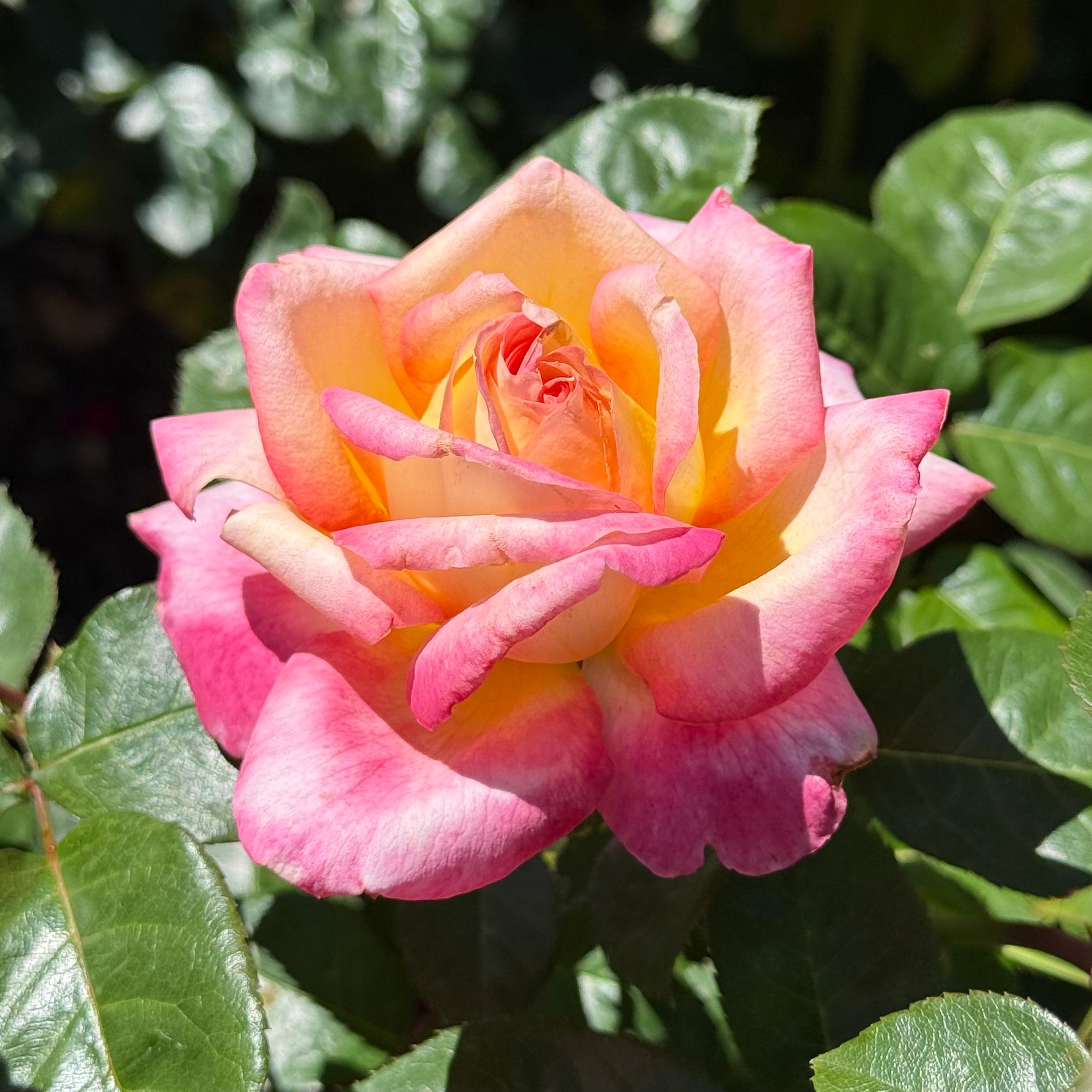 Love And Peace Rose | Bicolor Hybrid Tea Rose | Grace Rose Farm