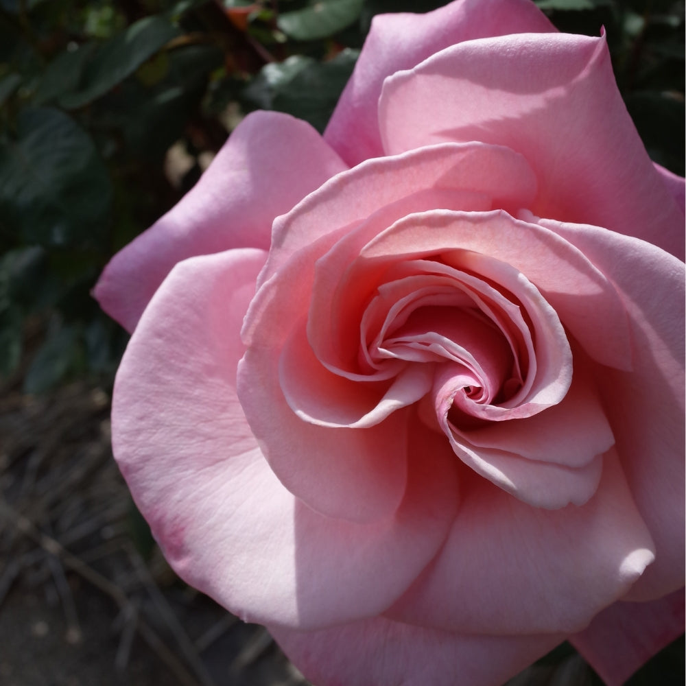 First Prize Bare Root Rose Bush