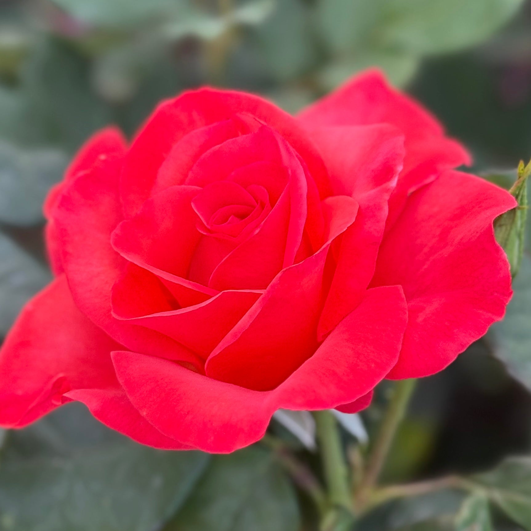 Ring of Fire™ Potted Rose Bush