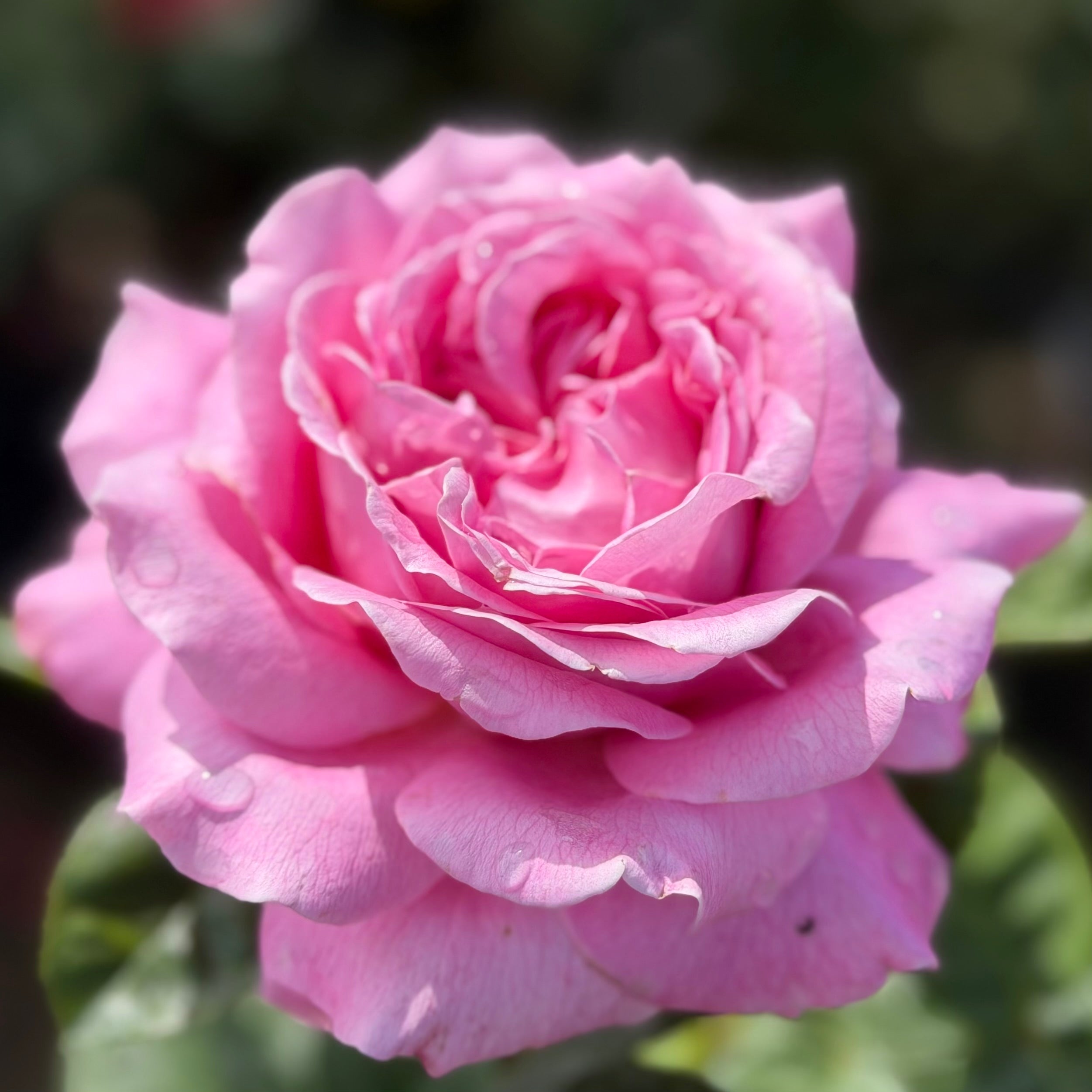 Héloïse-Grace™ Potted Rose Bush