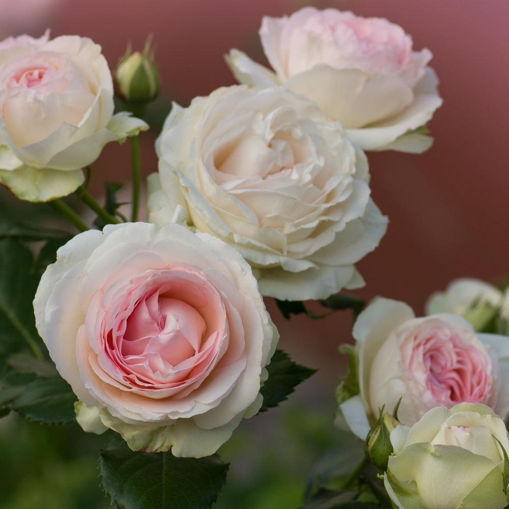 Eden Climber®   Bare Root Climbing Rose