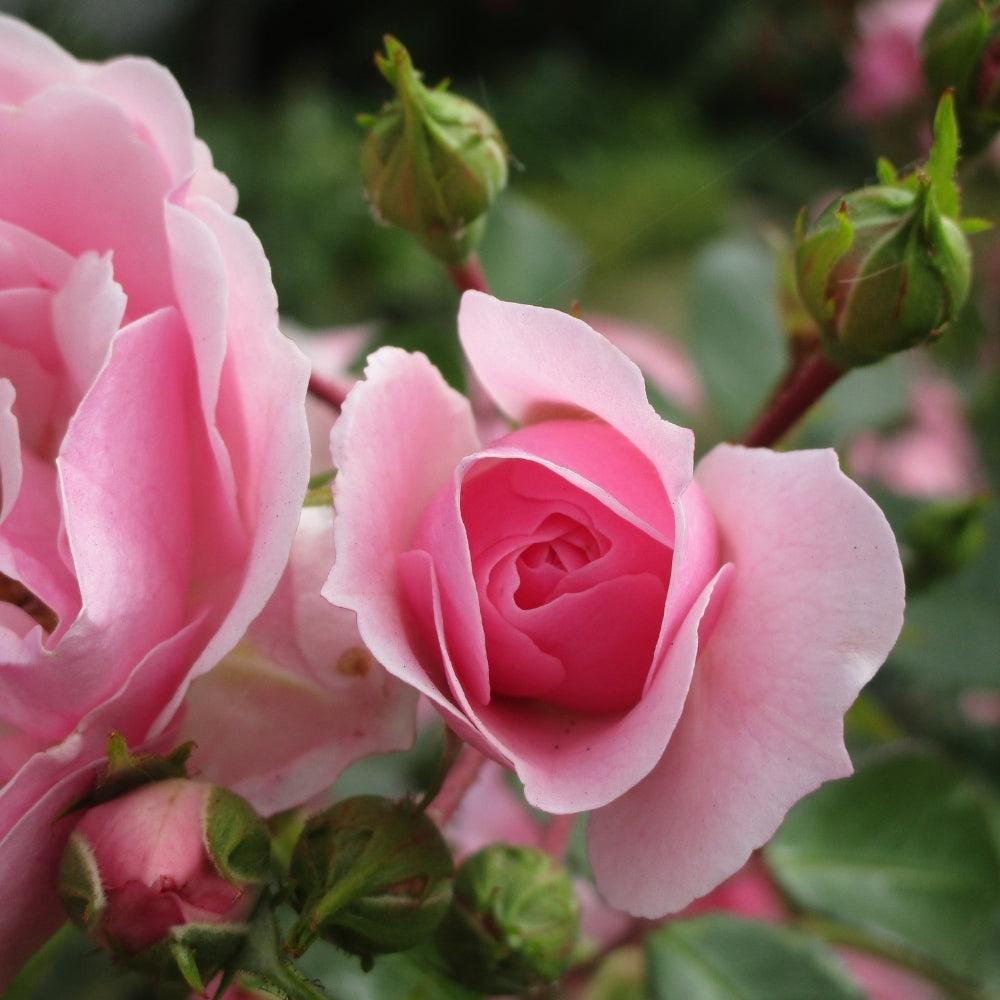 Grace Rose Farm Bonica Rose Bush - Thumbnail 5