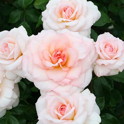 Fairytale Roses® Elegant™ Bare Root Rose Bush