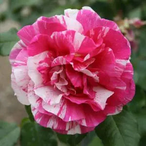 Julio Iglesias™ Potted Rose Bush