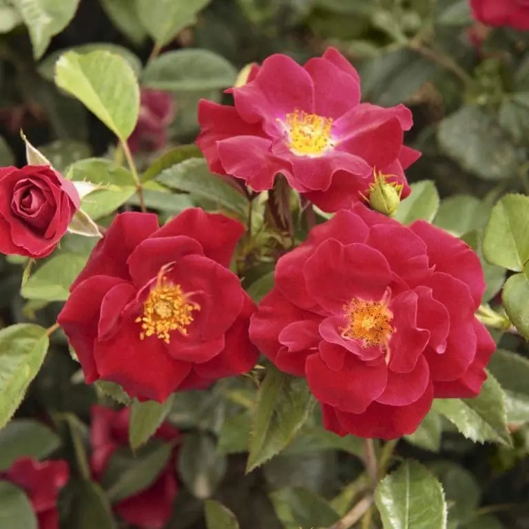 Thrive! ™ Potted Rose Bush