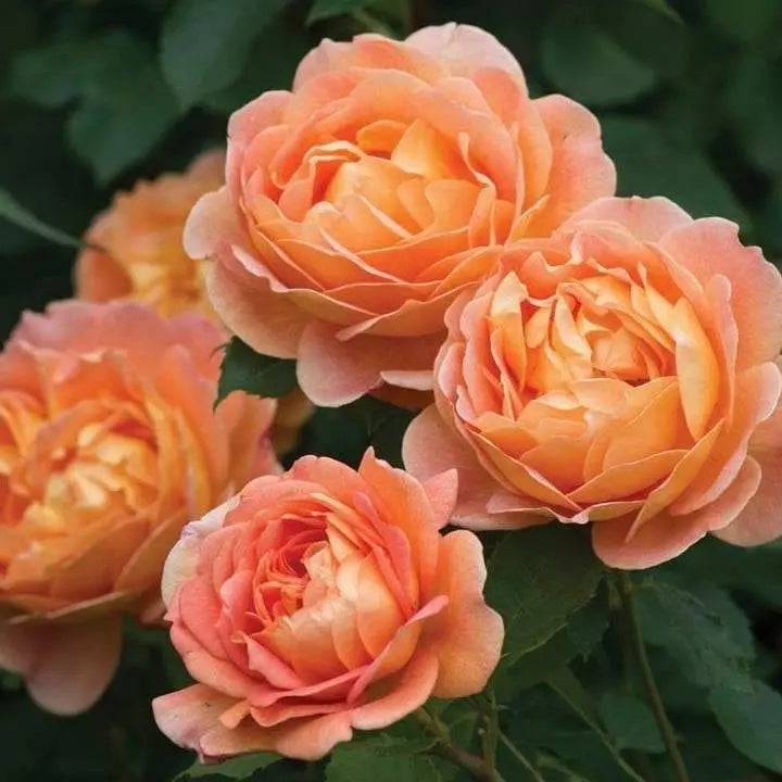 David Austin Roses Lady of Shalott Rose - Thumbnail 2