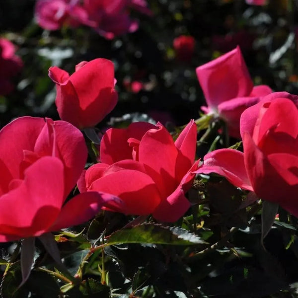 Kolorscape® Flamingo™ Potted Rose Bush