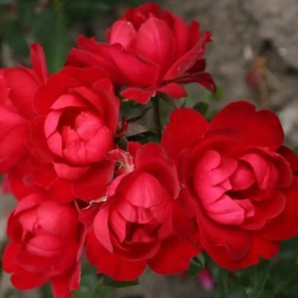 Milano Kolorscape Rose | Red Landscape Rose | Grace Rose Farm