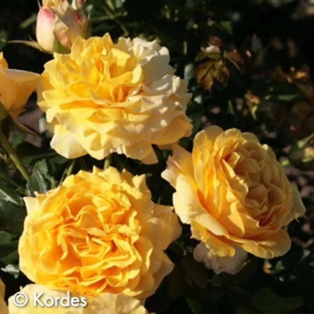 Sunbelt® Tupelo Honey™  Potted Rose Bush