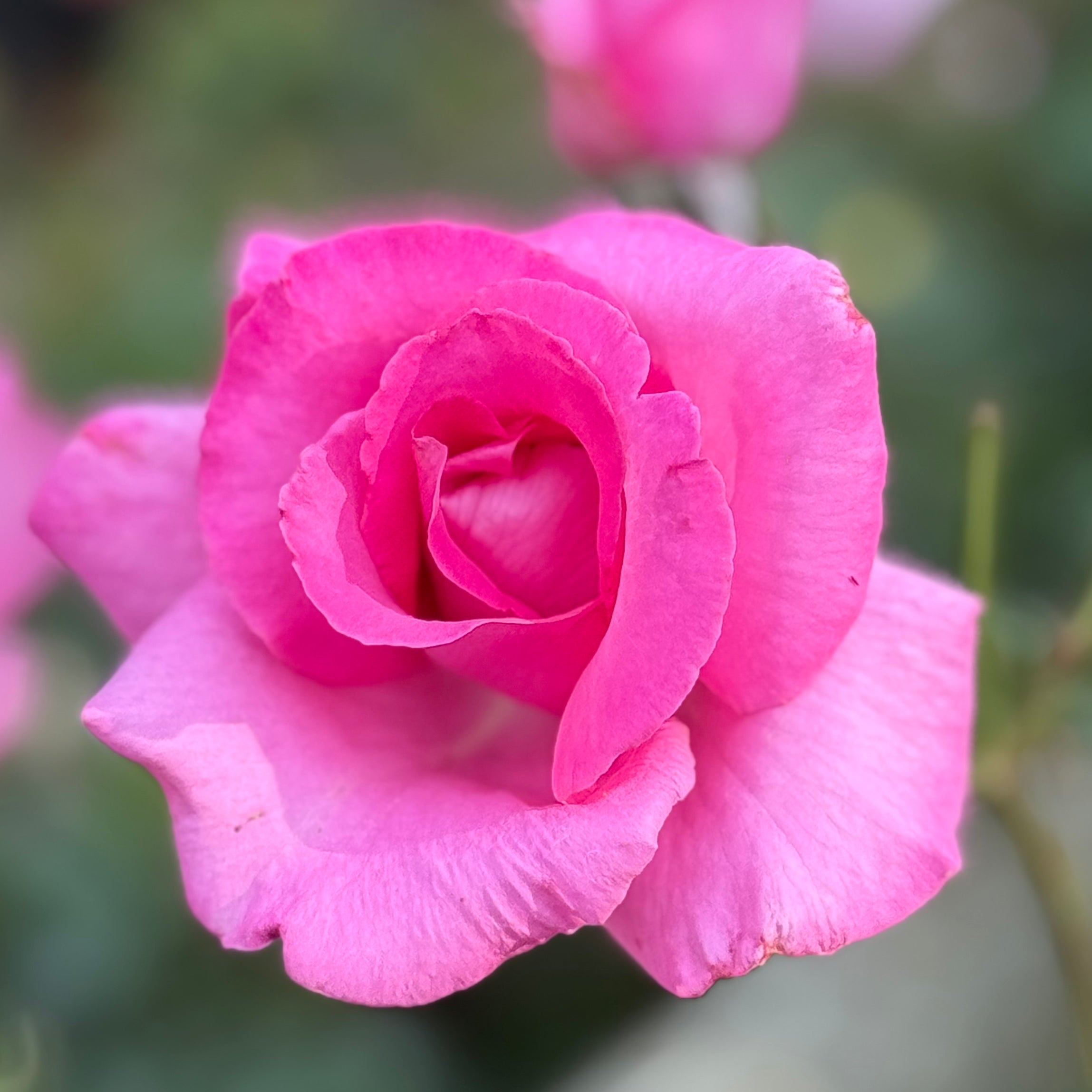 ♡ROSE♡ The Mccartney Rose | Strong Fragrance Pink Rose | Grace Rose Farm