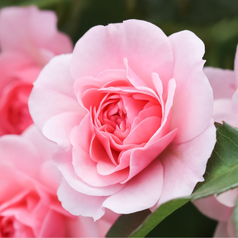 Grace Rose Farm Bonica Rose Bush - Thumbnail 2