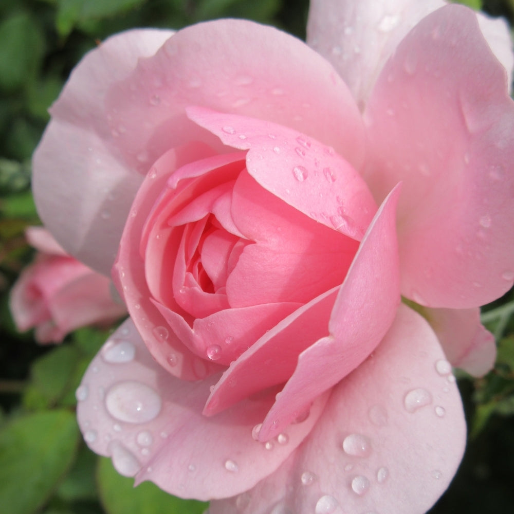 Grace Rose Farm Bonica Rose Bush
