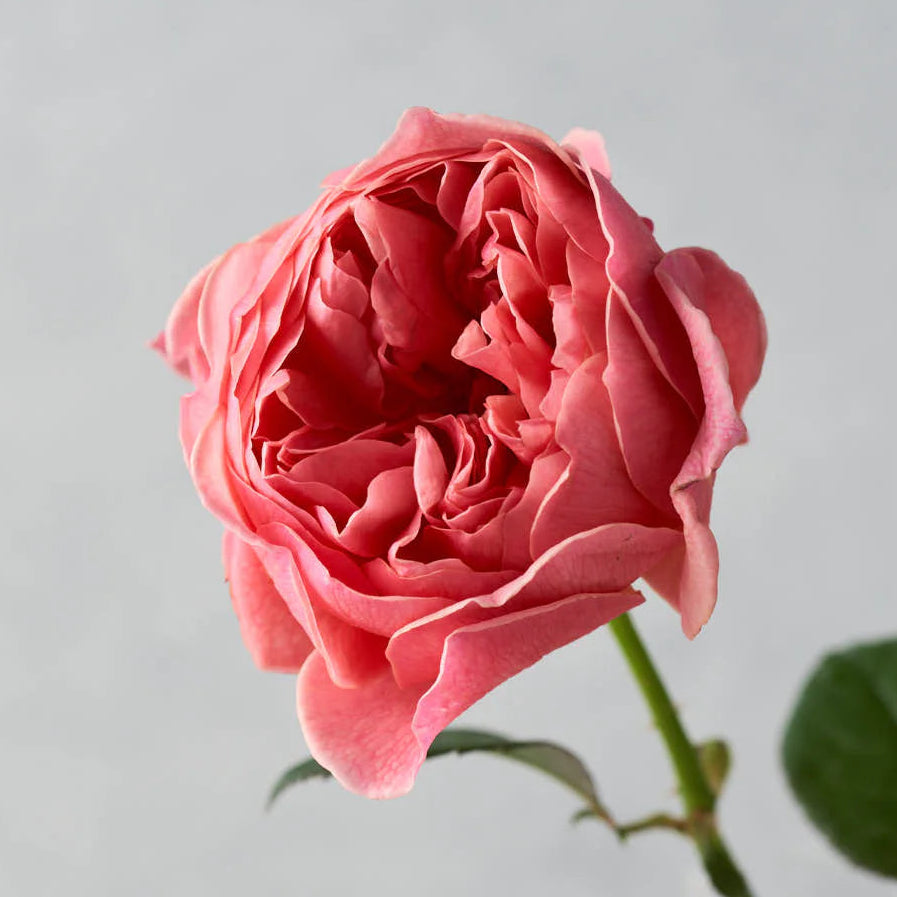 Wabara® Kaolikazali® Potted Rose Bush