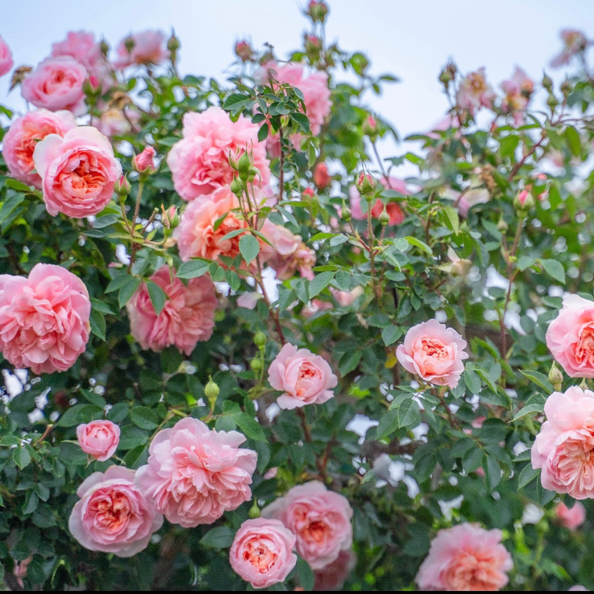 Colette™  Bare Root Climbing Rose