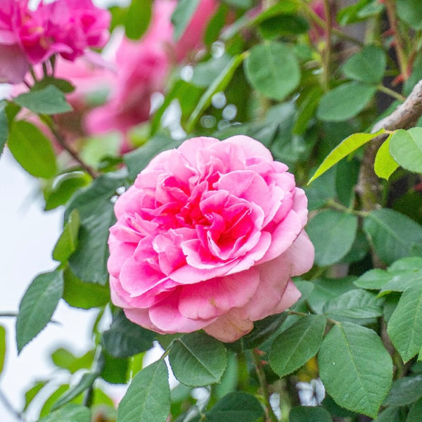 Gertrude Jekyll Climbing Rose | David Austin Climber | Grace Rose Farm