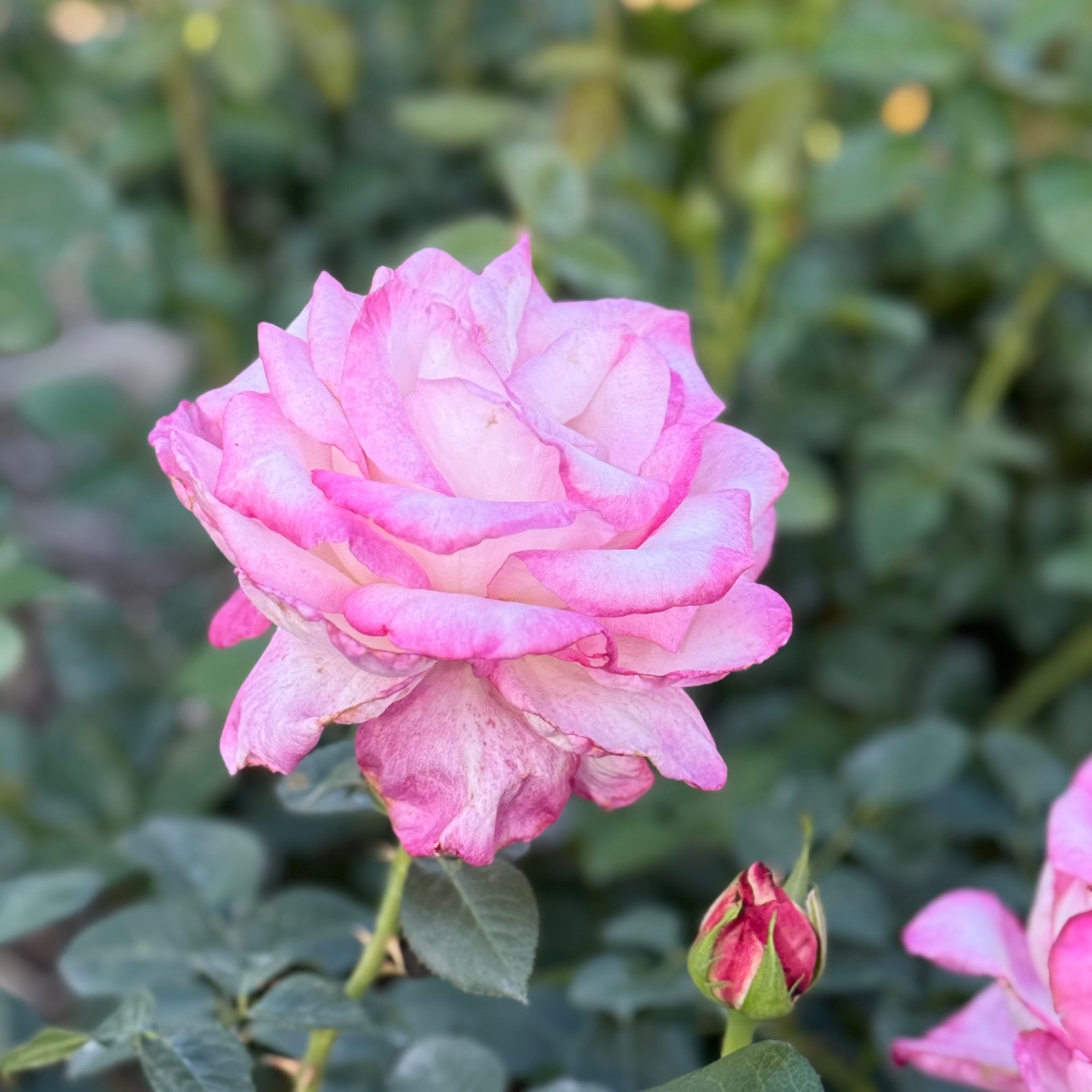 California Dreamin Tree Rose | Yellow Tree Rose | Grace Rose Farm