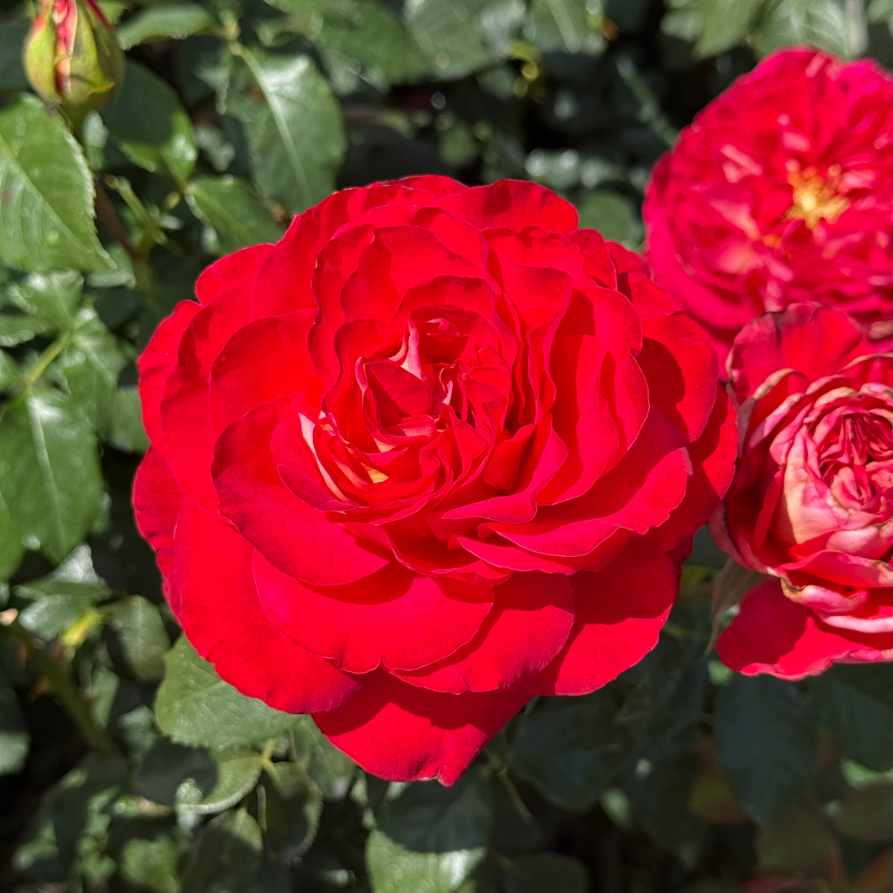 Gypsy Carnival ™ Potted Rose Bush