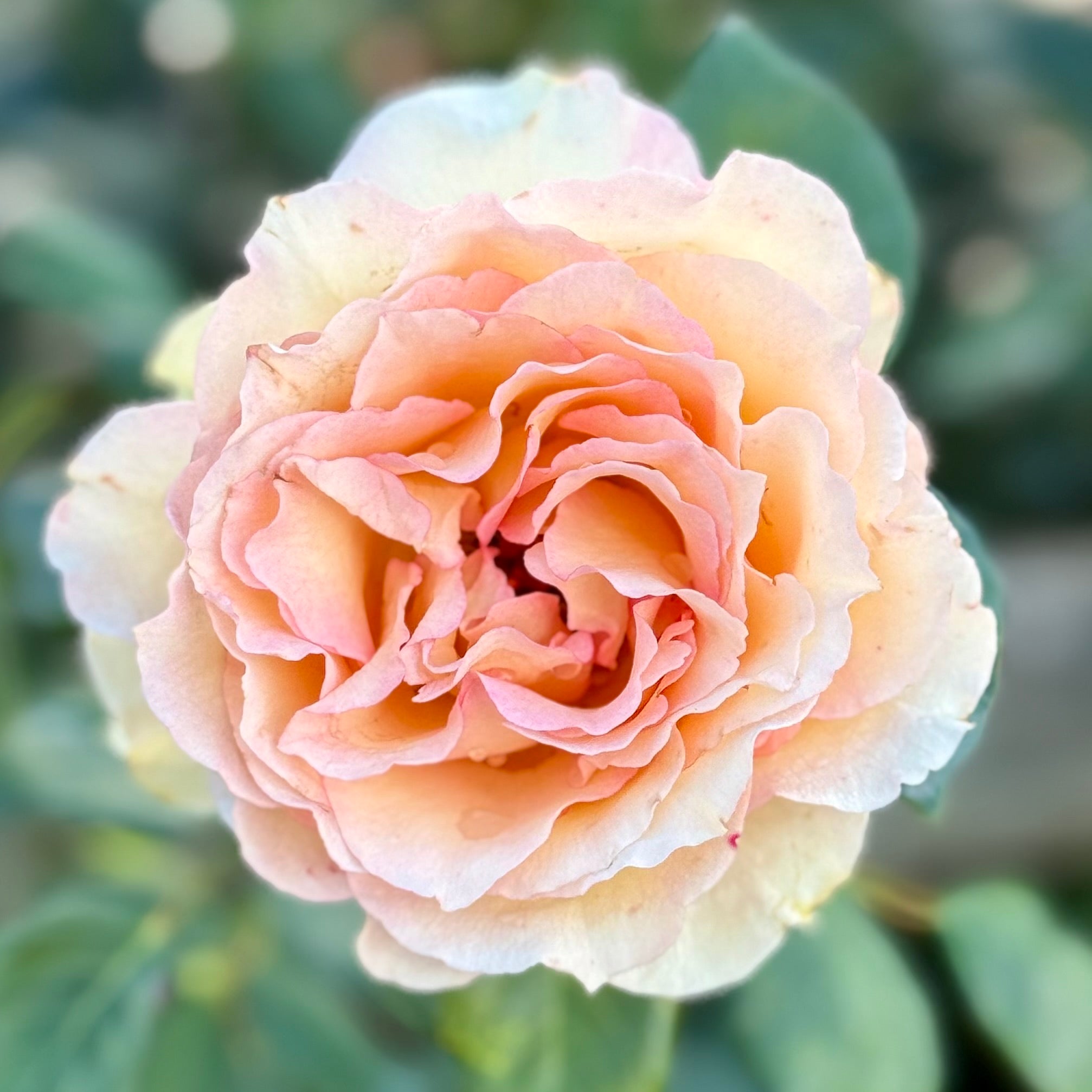 Euphoria® Potted Rose Bush