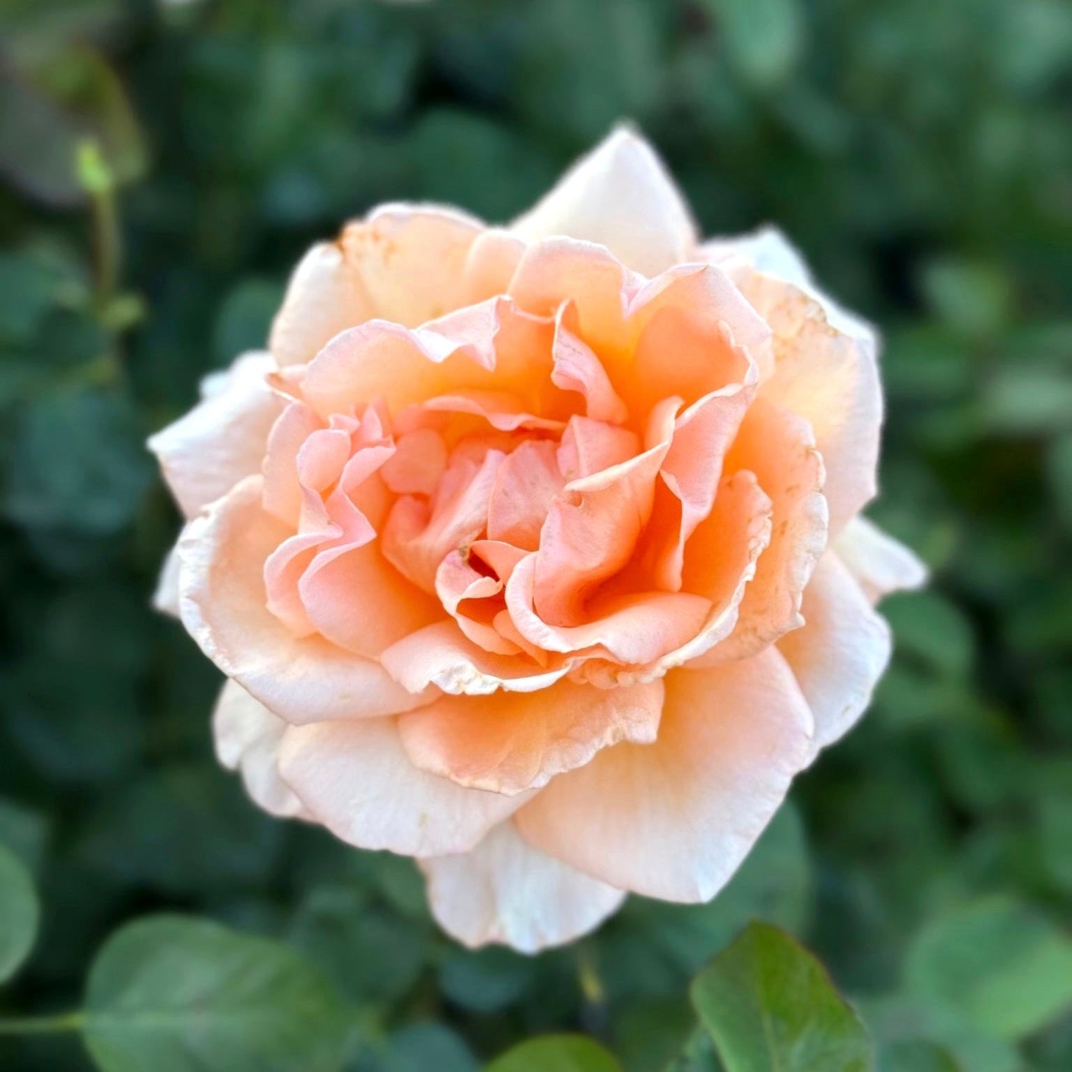 Over The Moon ™ Potted Rose Bush