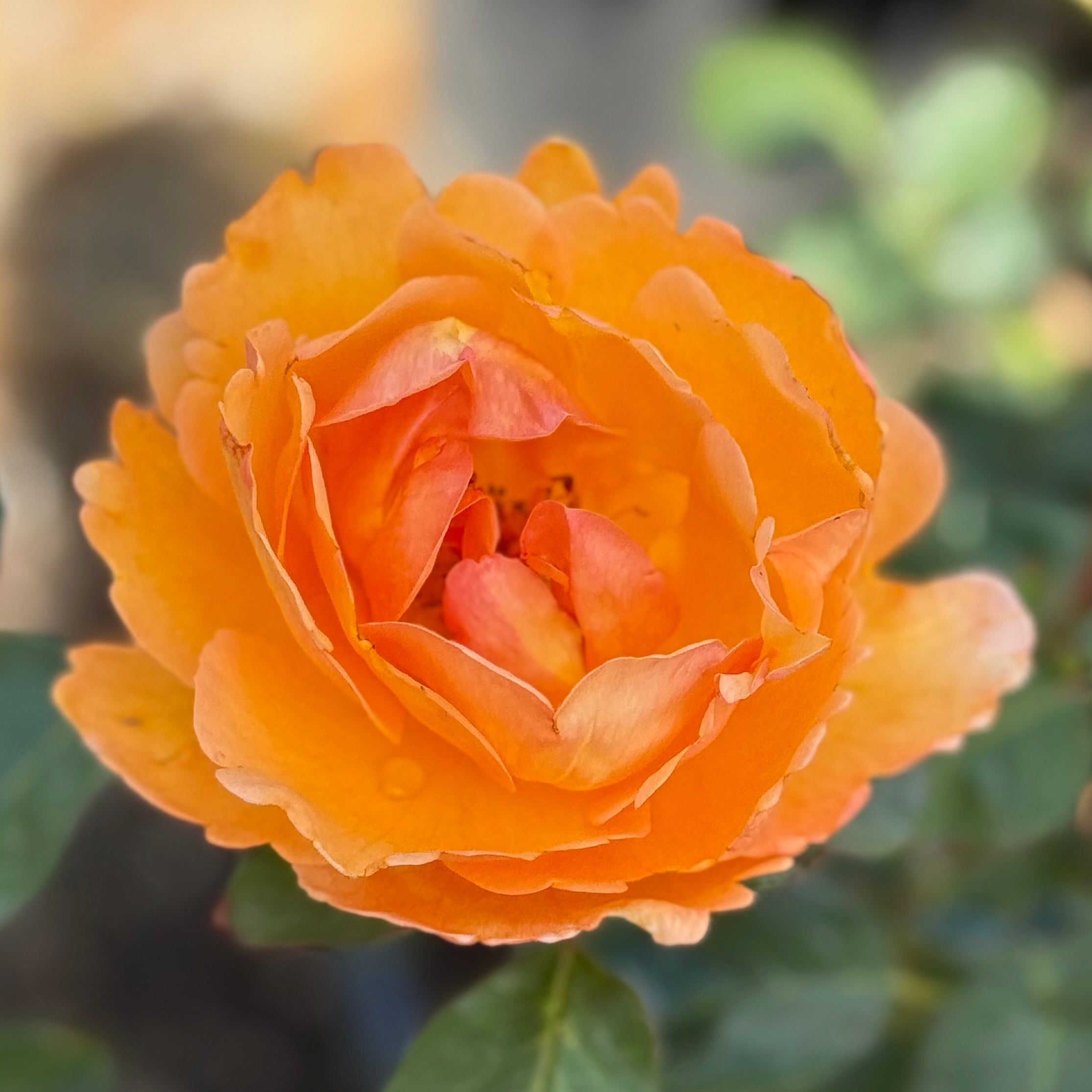 Bronze Star™ Potted Rose Bush