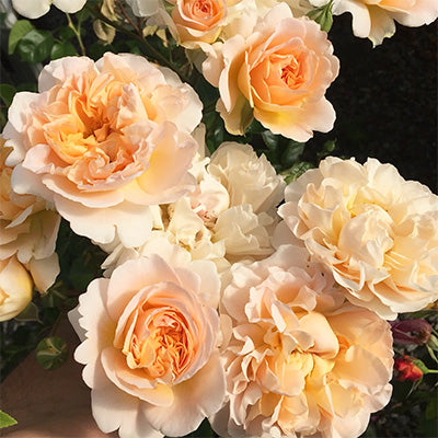 Melissa Darling™️ Potted Rose Bush