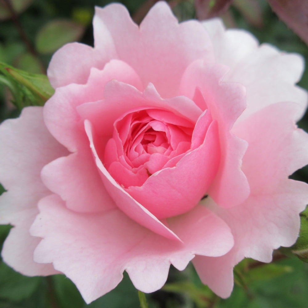 Grace Rose Farm Bonica Rose Bush - Thumbnail 3