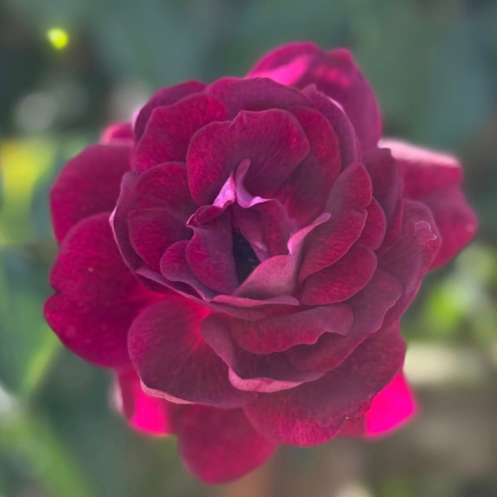 Burgundy Iceberg Potted Rose Bush