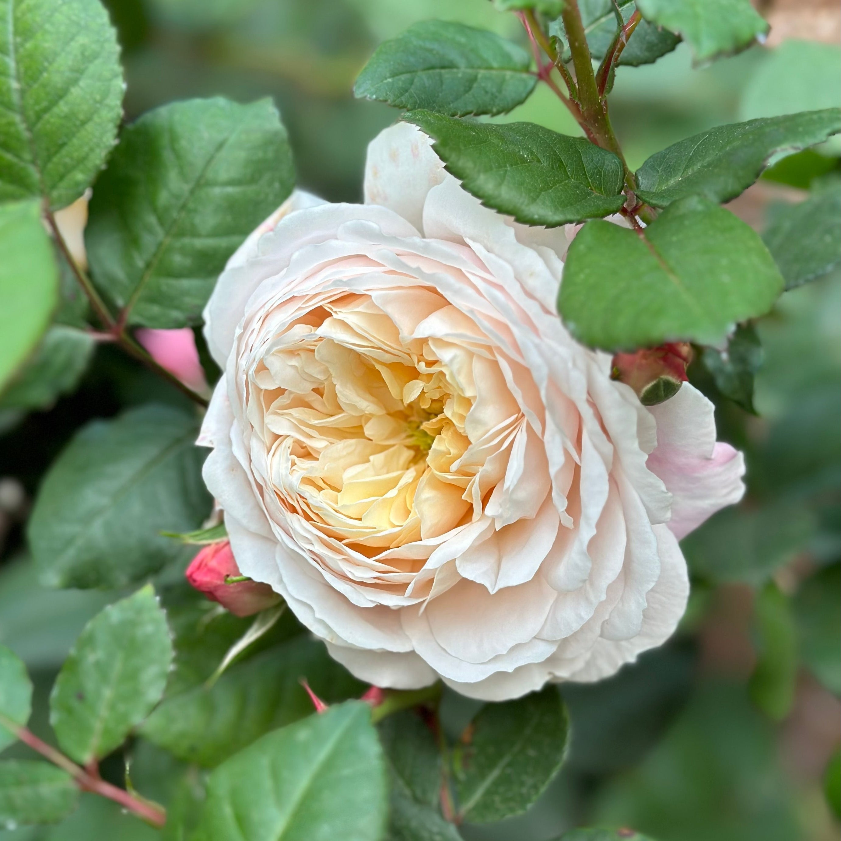 David Austin ® Crocus Rose Potted Rose Bush