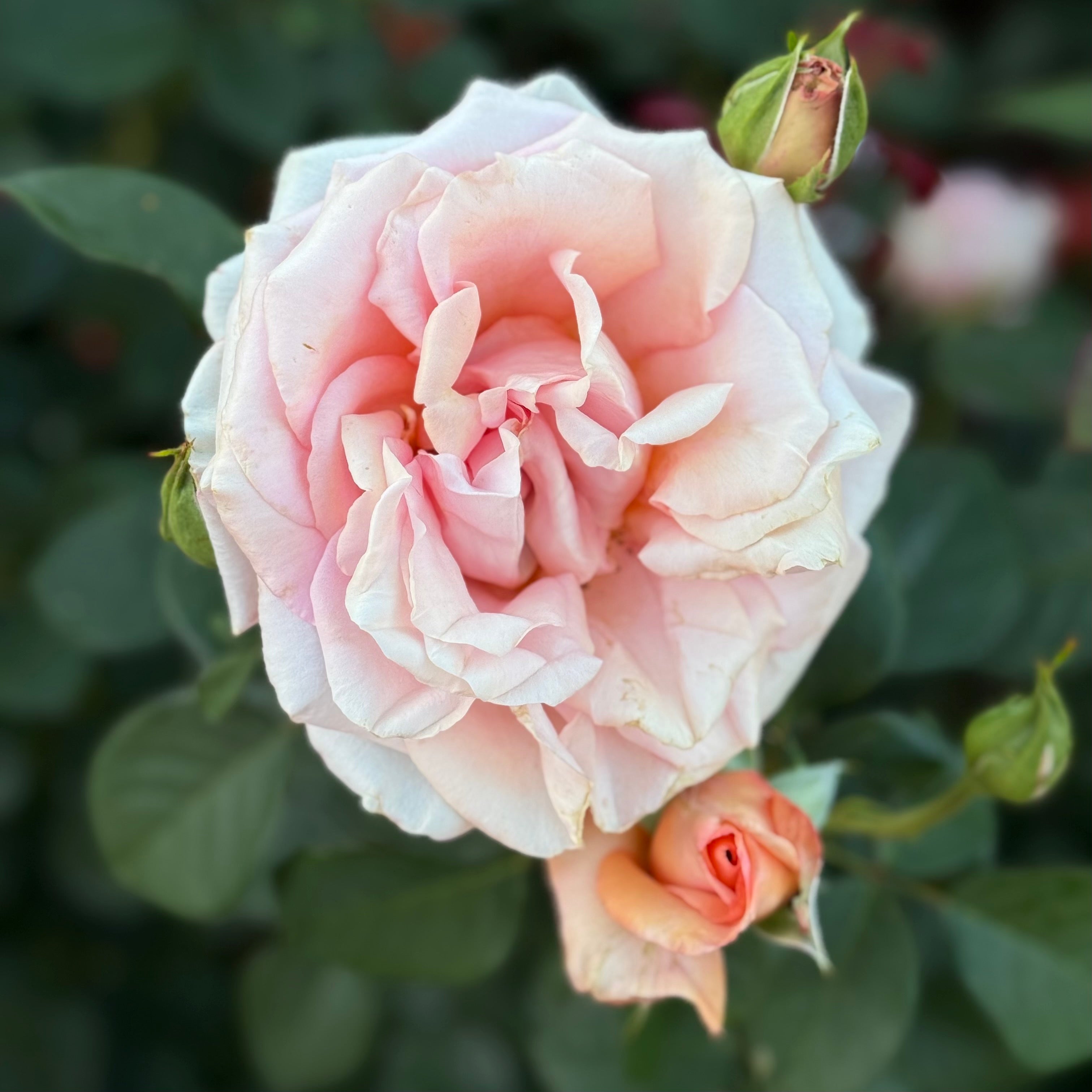Sunset Celebration Potted Rose Bush