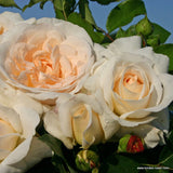 Fairytale Roses® Kosmos® Bare Root Rose Bush