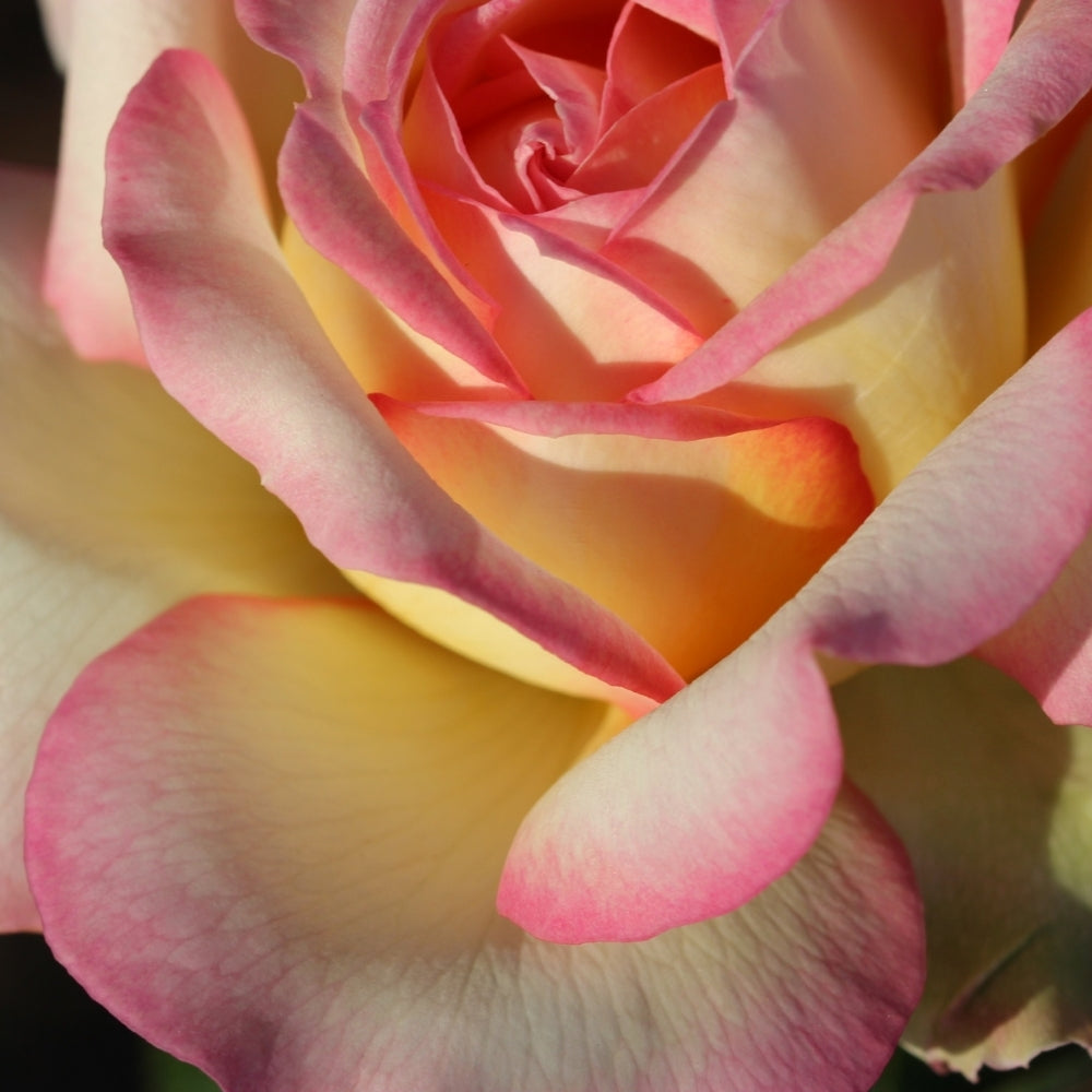Peace Bare Root Rose Bush
