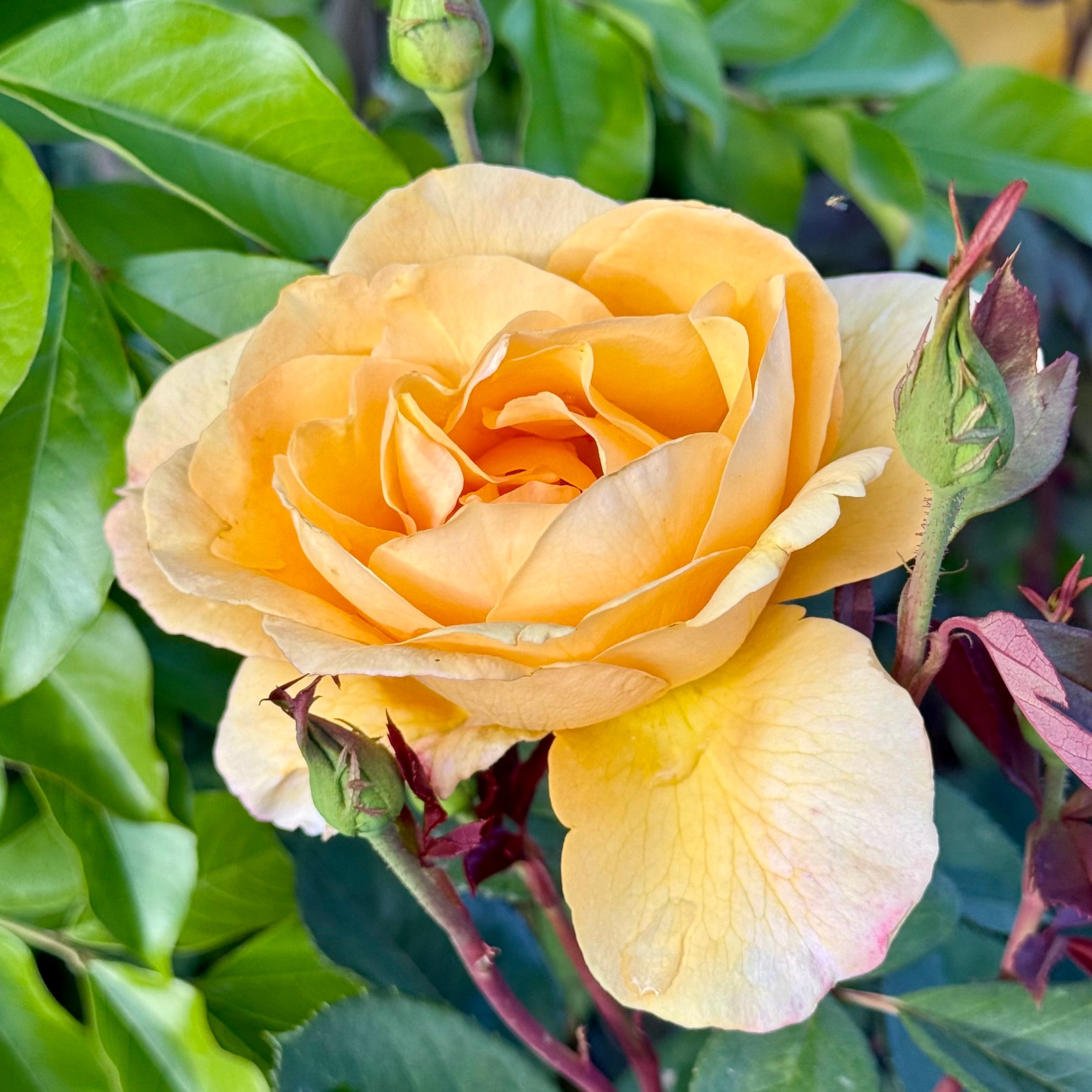 Strike It Rich™ Potted Rose Bush