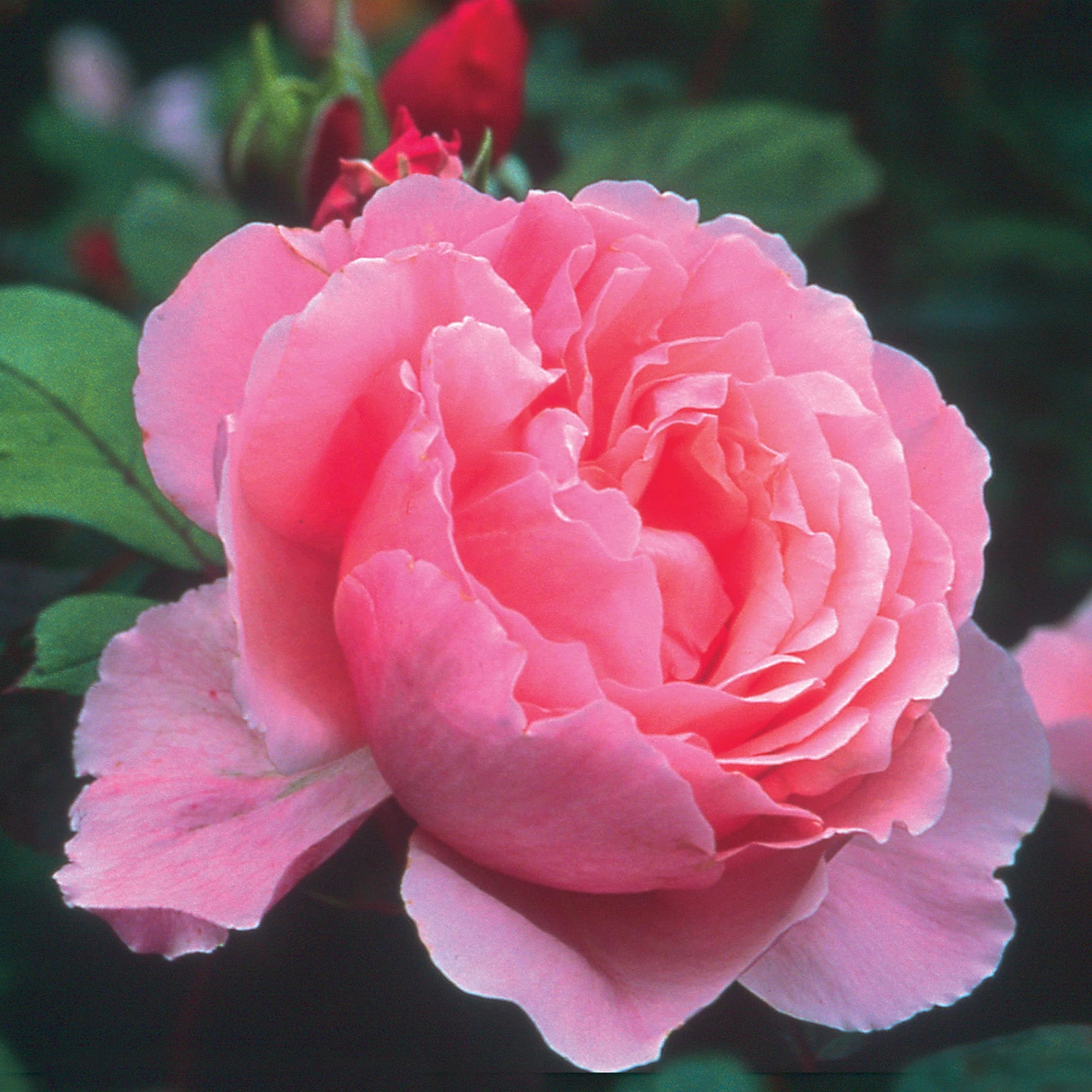 David Austin® Brother Cadfael® Potted Rose Bush