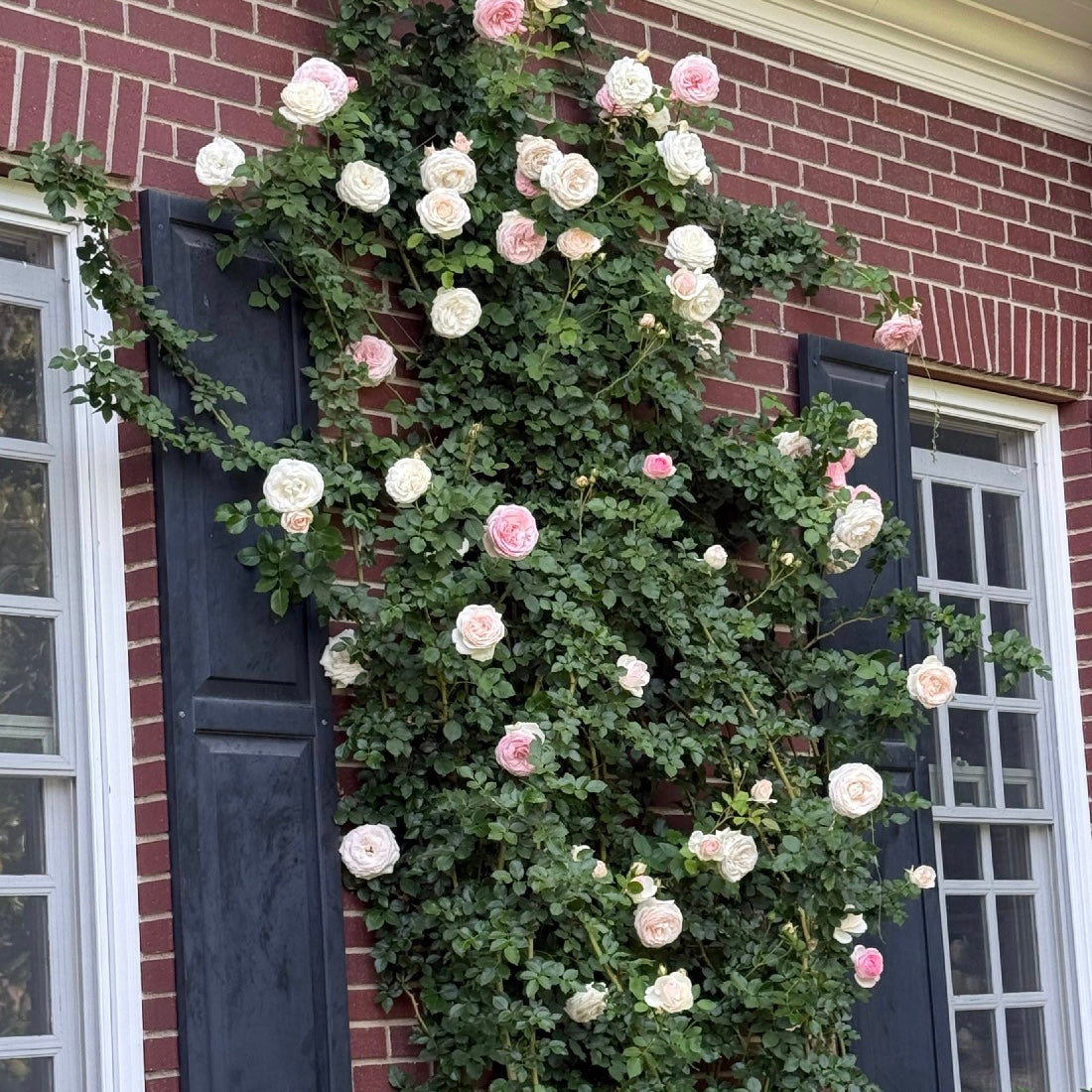 Eden Climber® Potted Climbing Rose