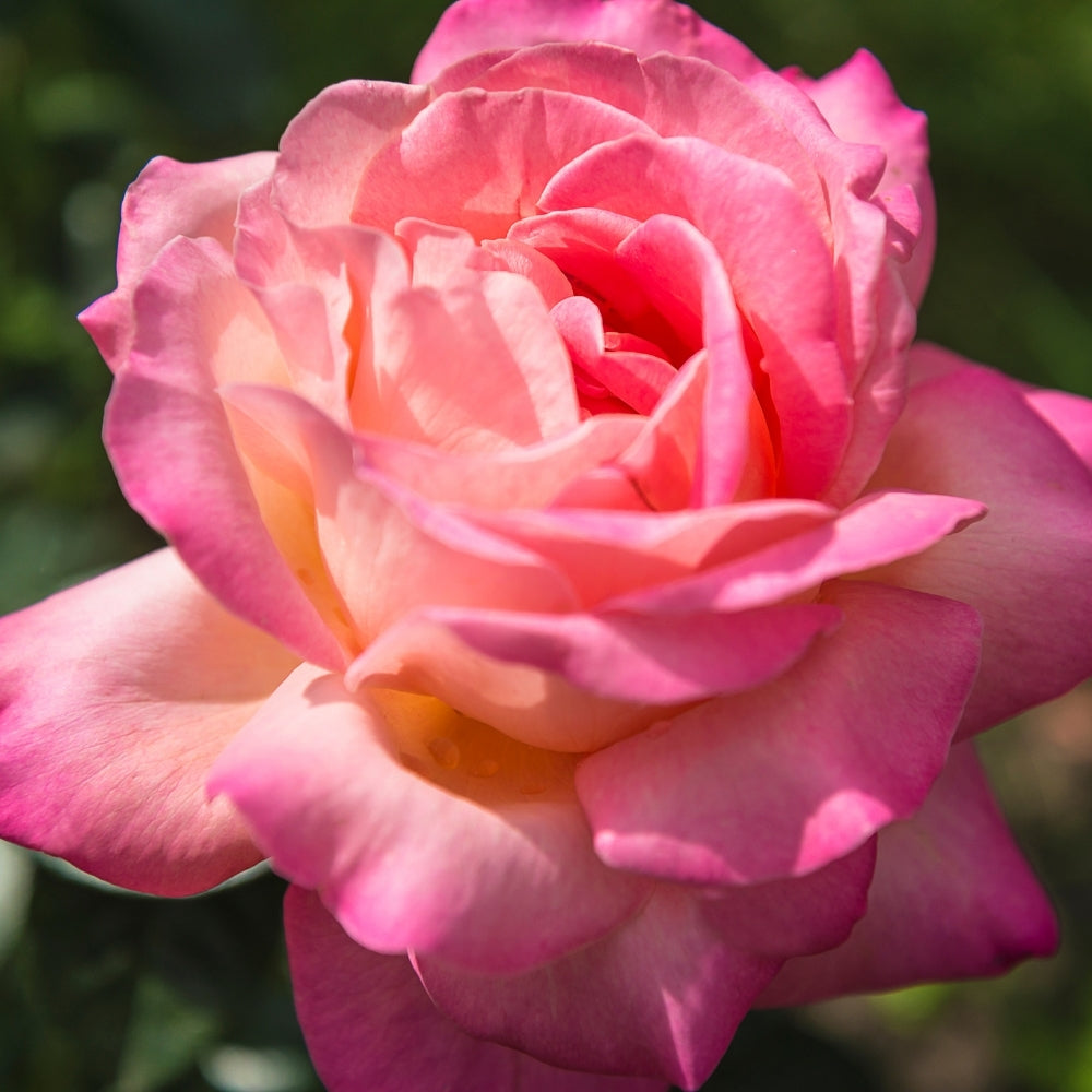 Chicago Peace Bare Root Rose Bush