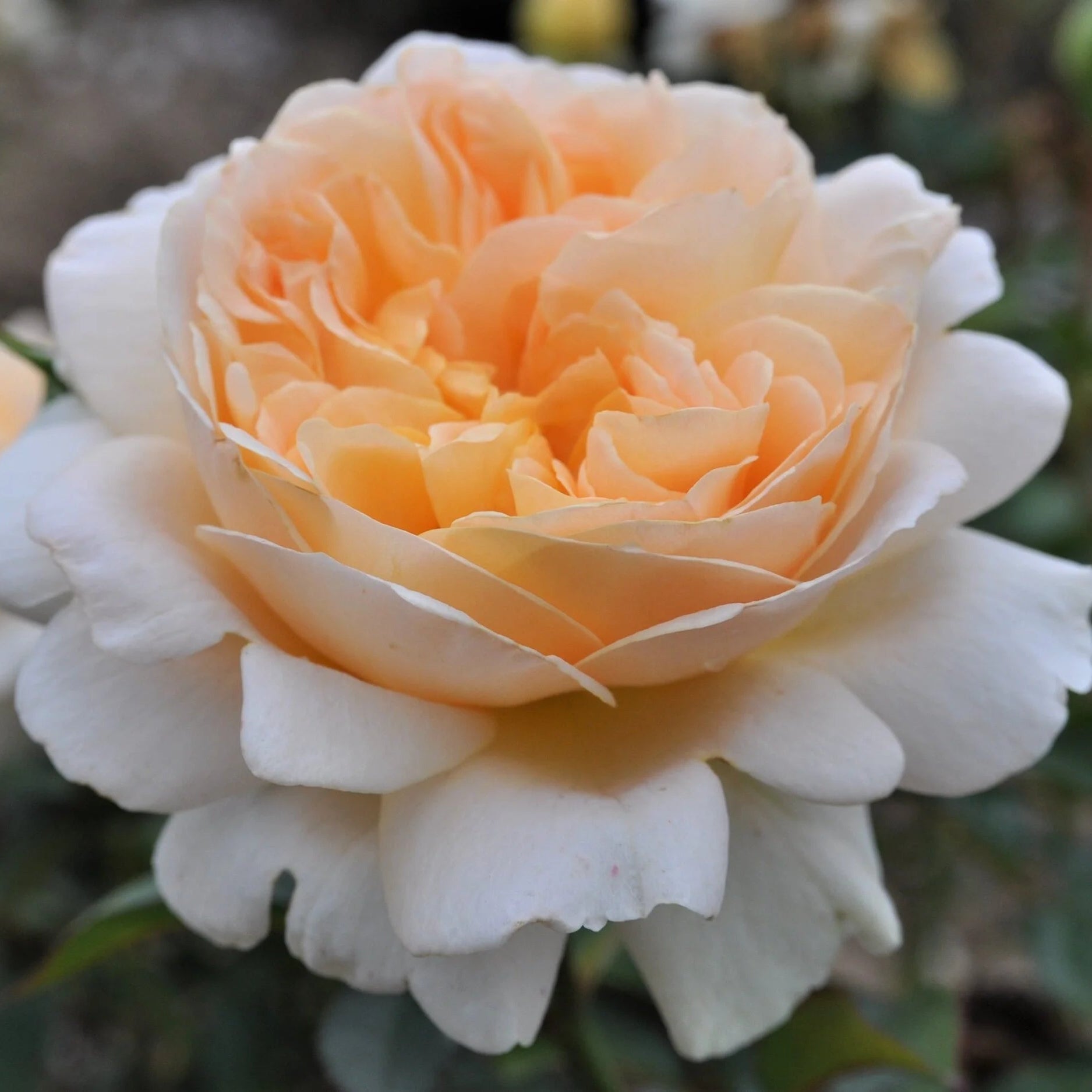 Melissa Darling™️ Potted Rose Bush