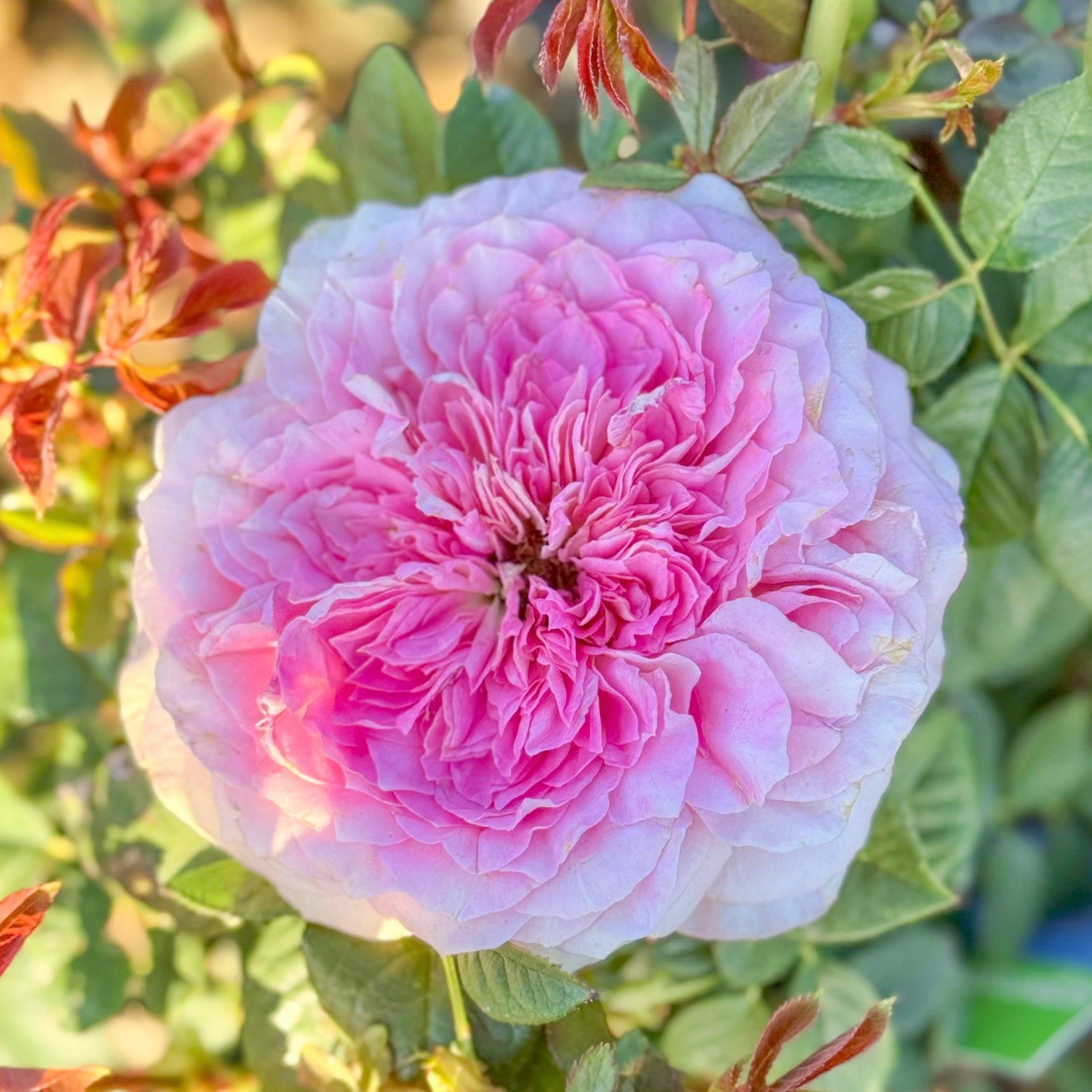 Scentuous™ Potted Rose Bush