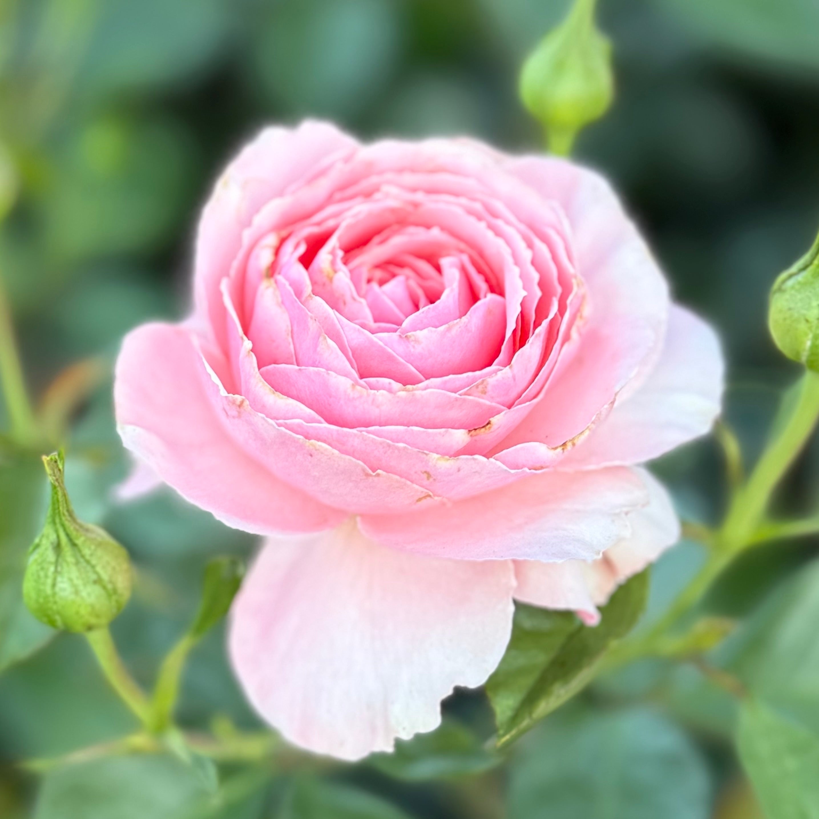 Sexy Rexy®  Potted Rose Bush